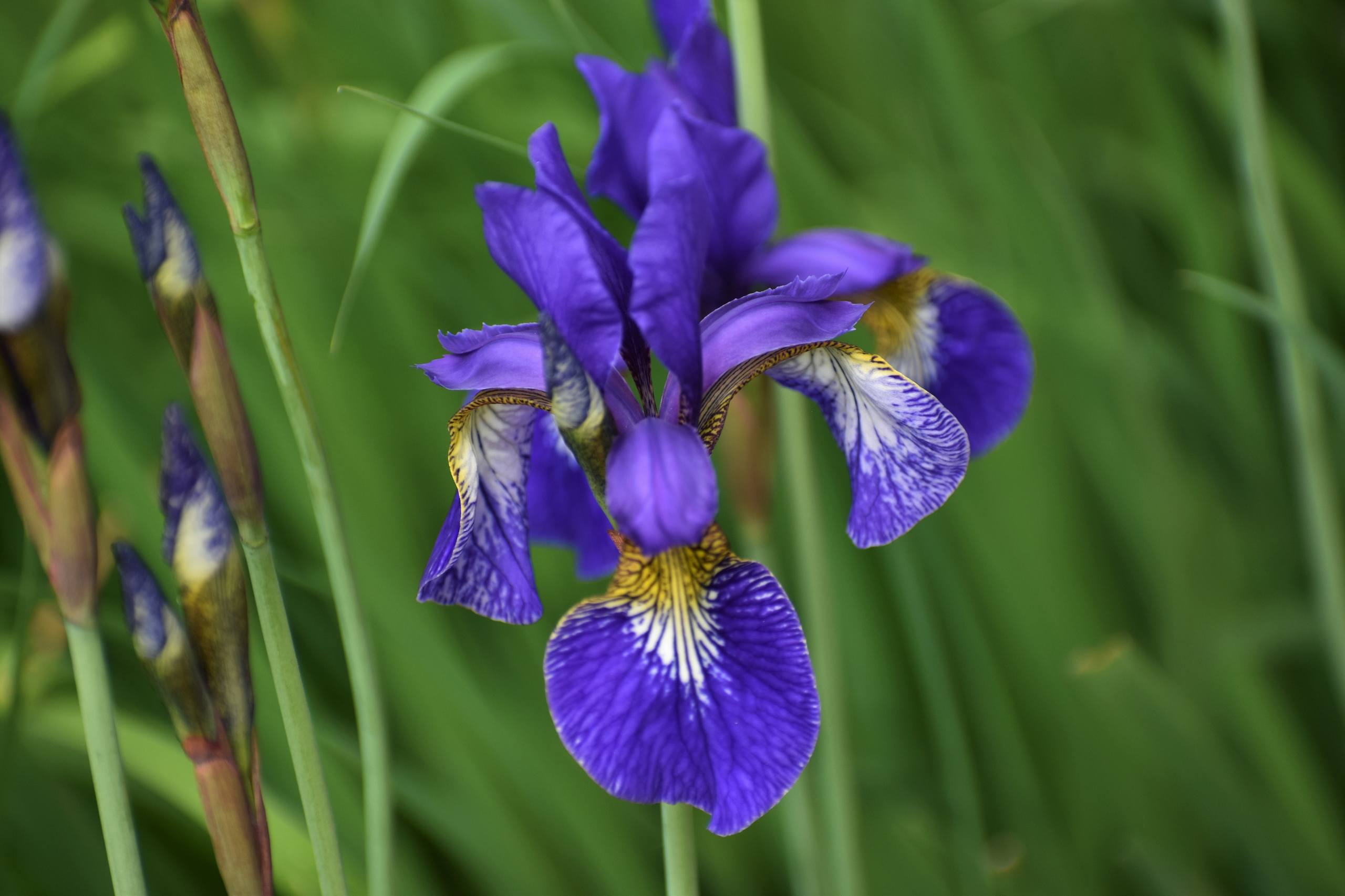 美图壁纸花朵图片大全壁纸预览
