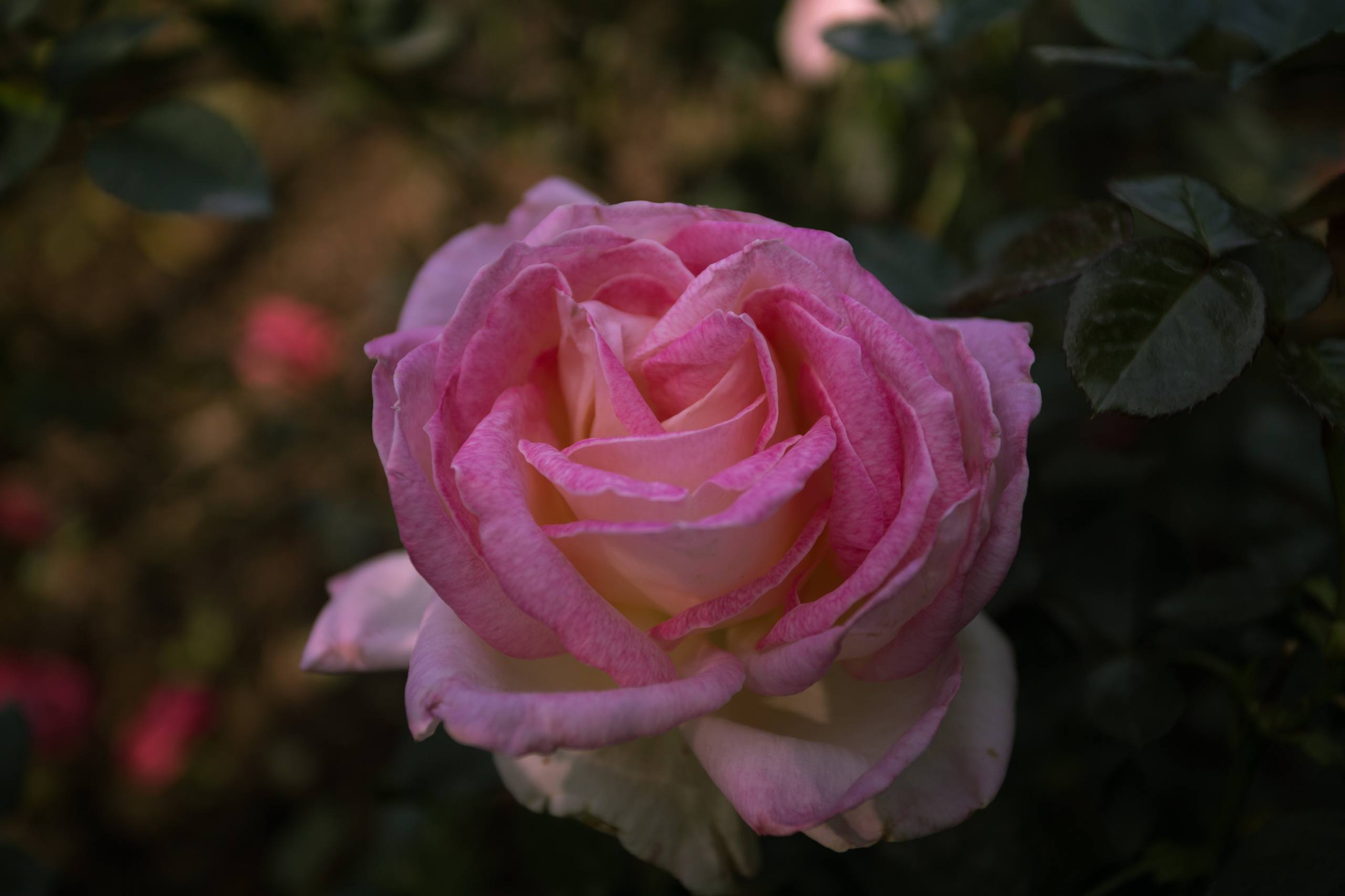 美女锁屏花朵壁纸图片壁纸预览