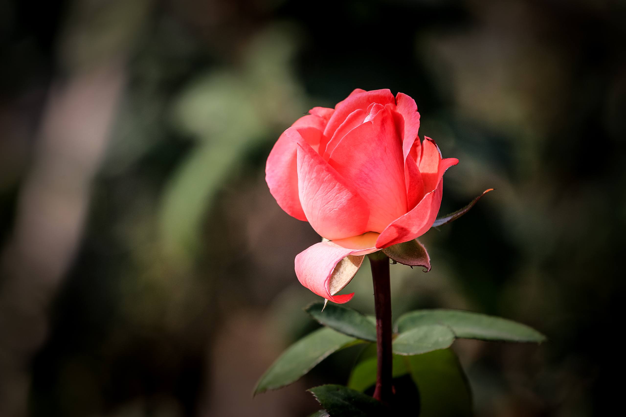 美甲黄色花朵壁纸油画壁纸预览
