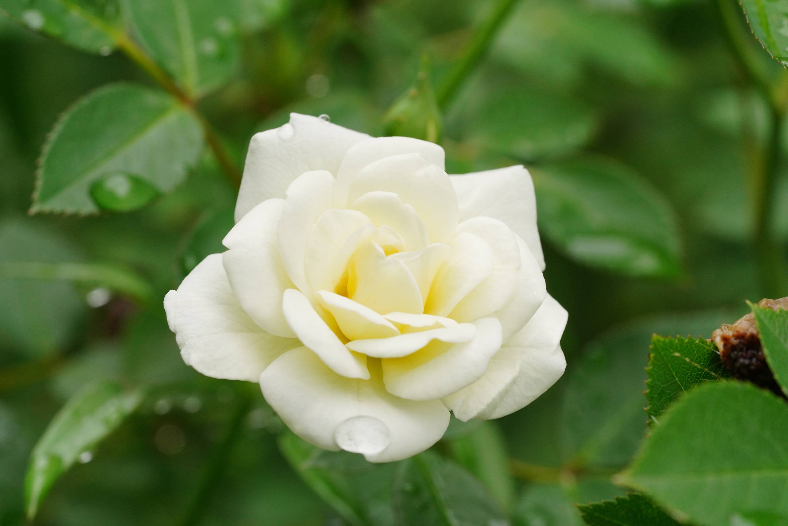 美食壁纸花朵壁纸预览