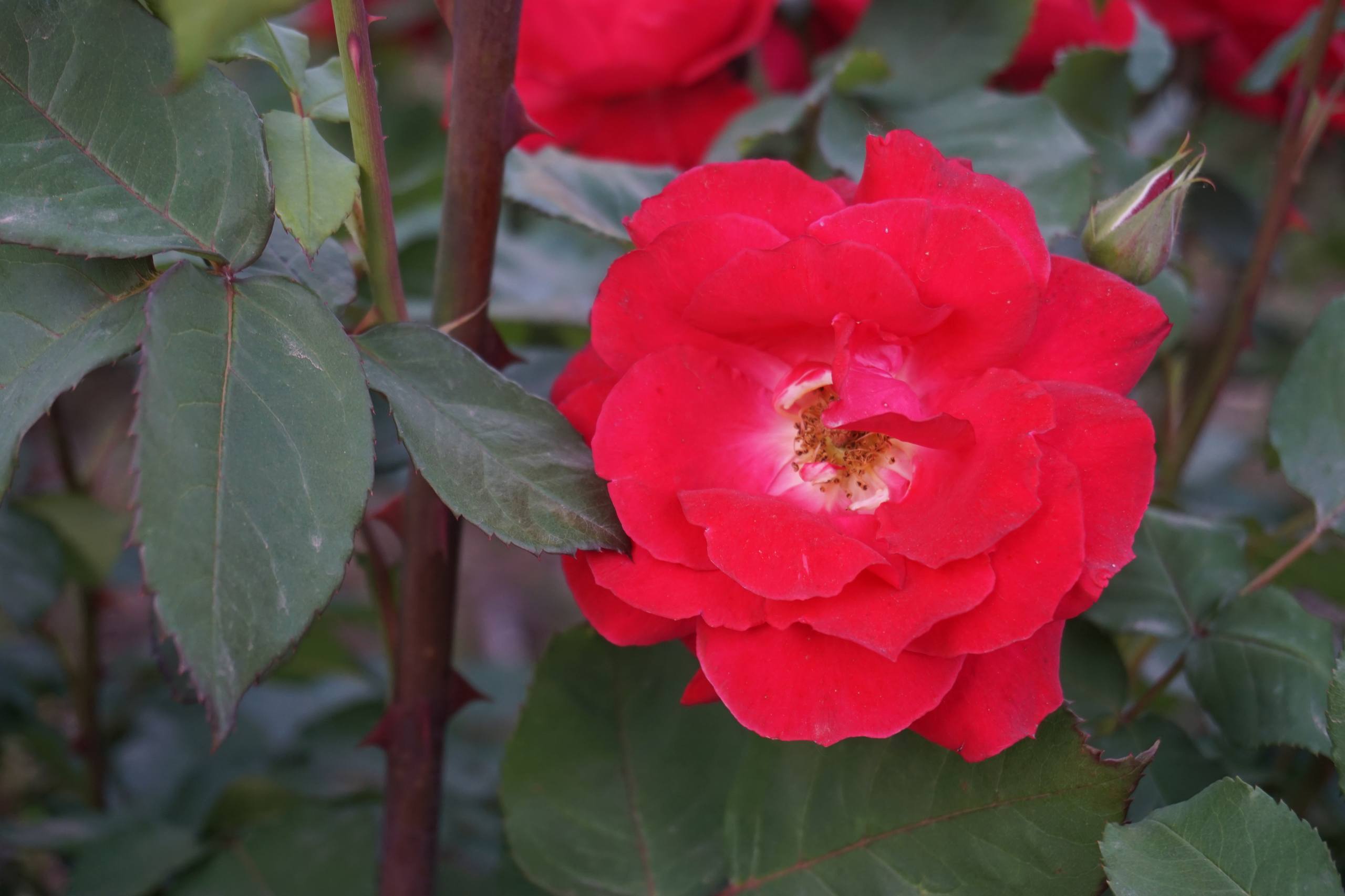 老人用鲜花朵壁纸壁纸预览