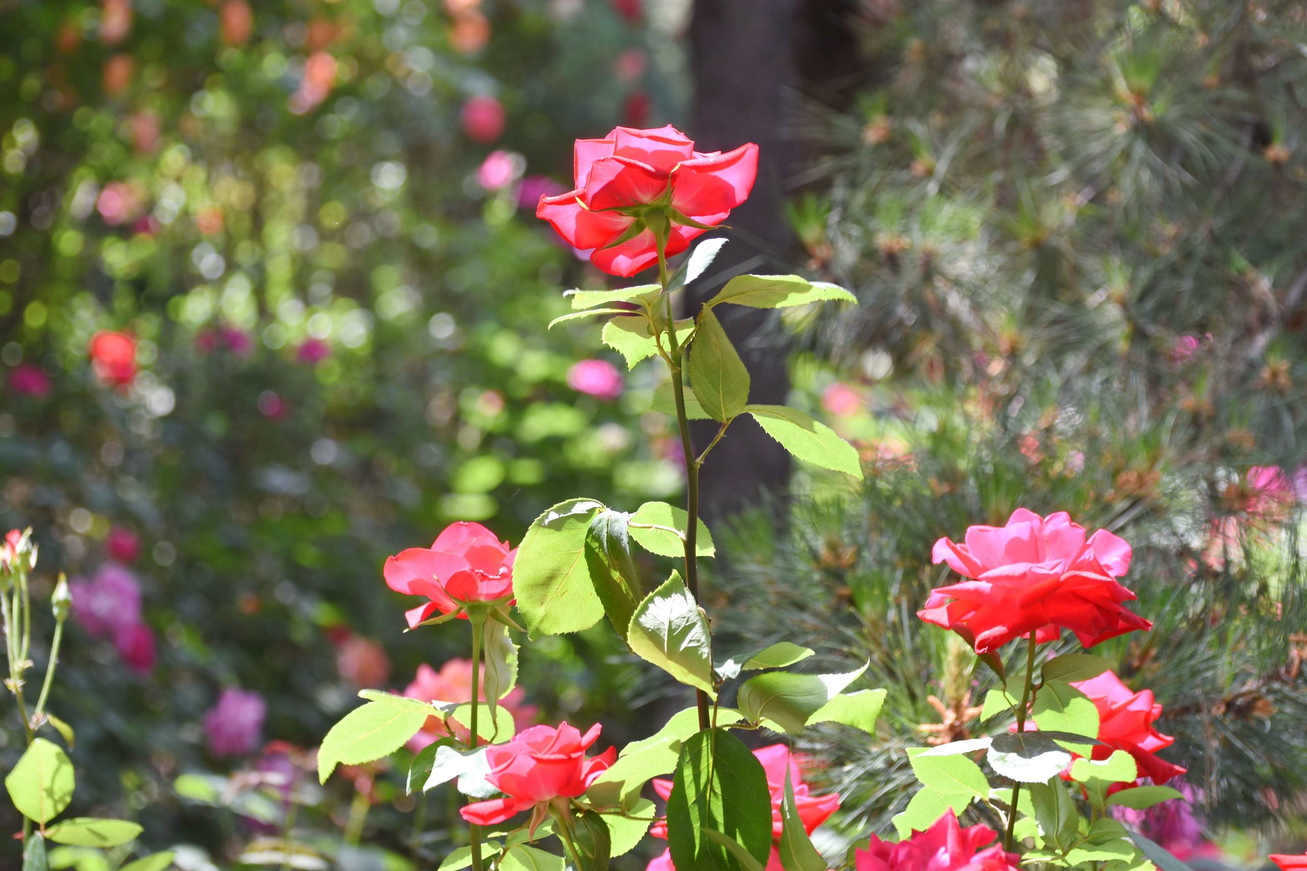 聊天壁纸背景图花朵壁纸预览