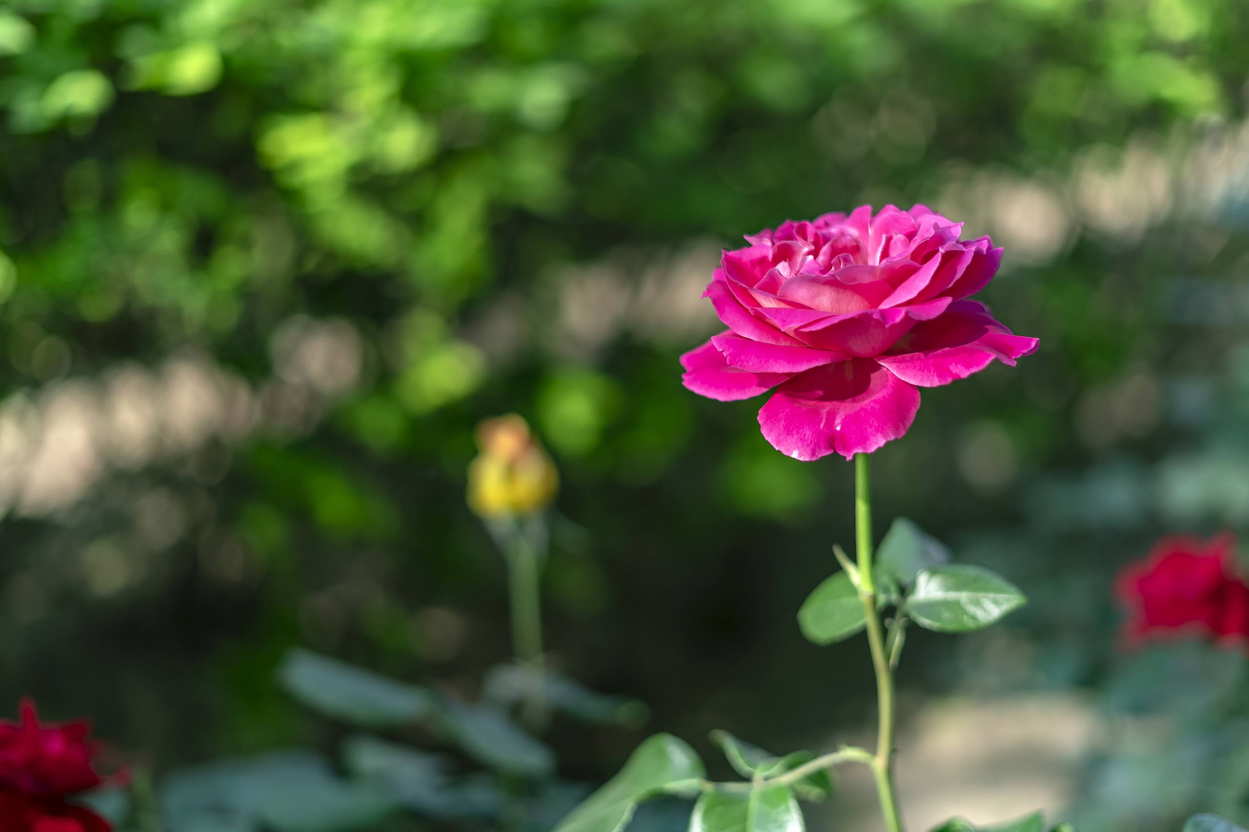 背景花朵图片全屏高清壁纸壁纸预览