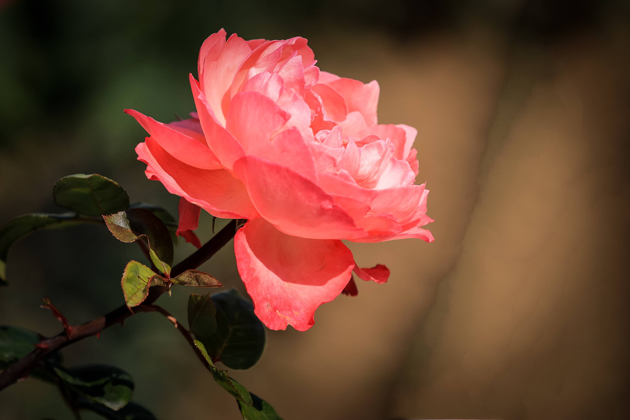 艳丽花朵壁纸壁纸预览