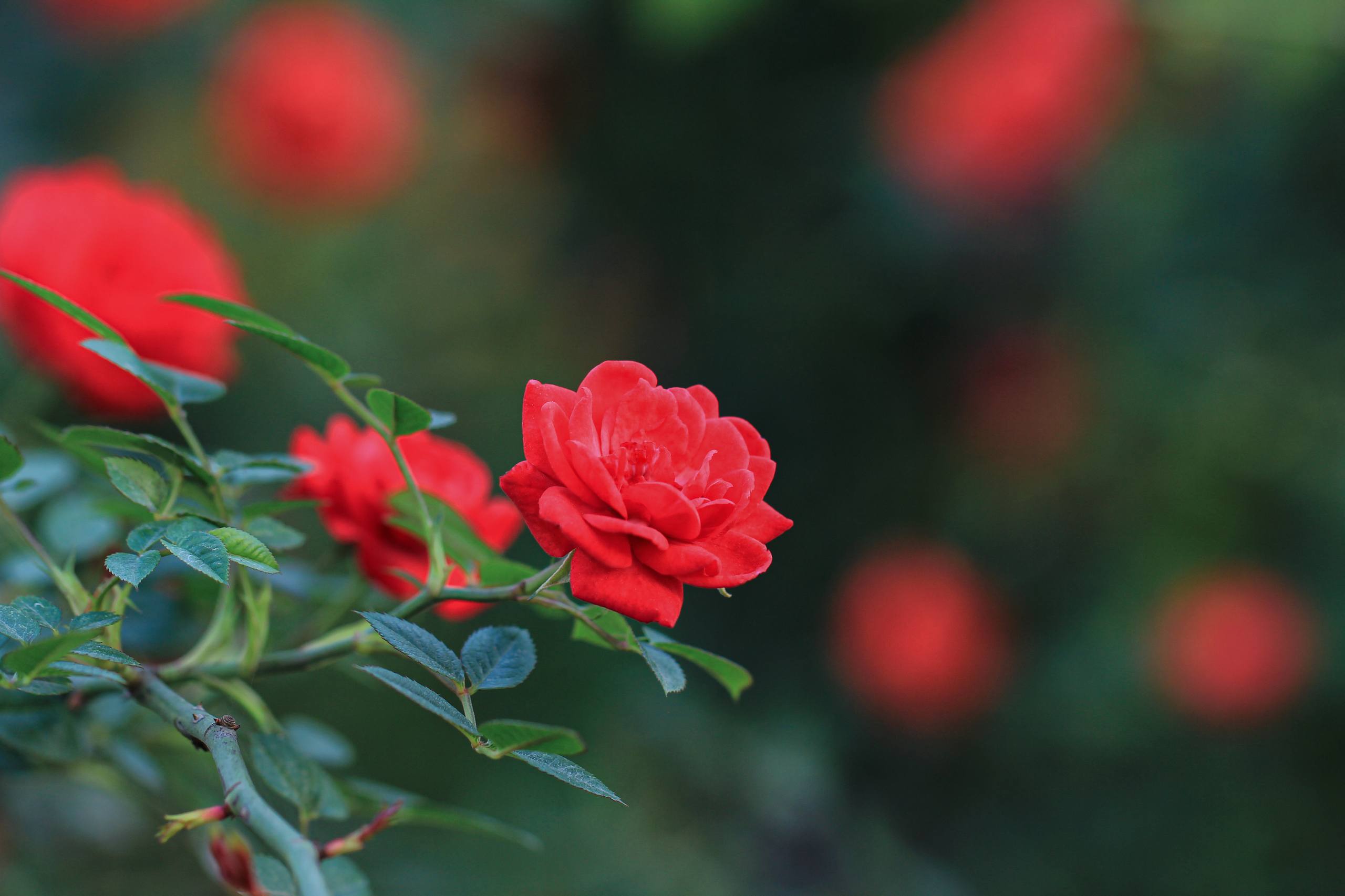 花朵ins壁纸卡通壁纸预览