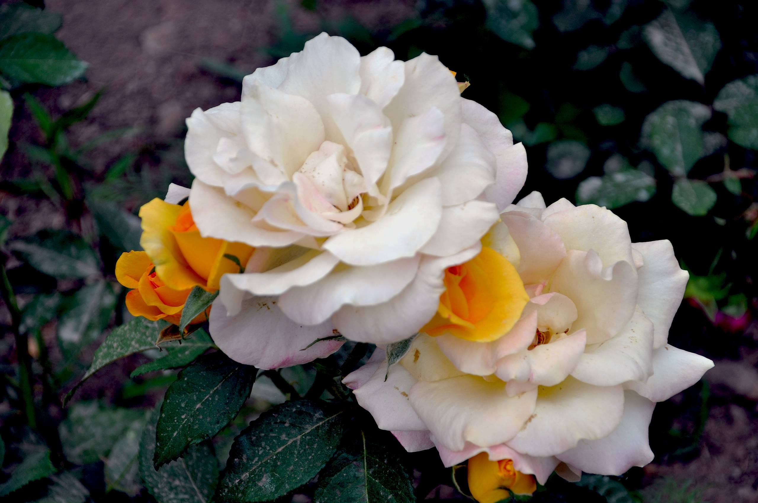 花朵三朵图片高清壁纸壁纸预览