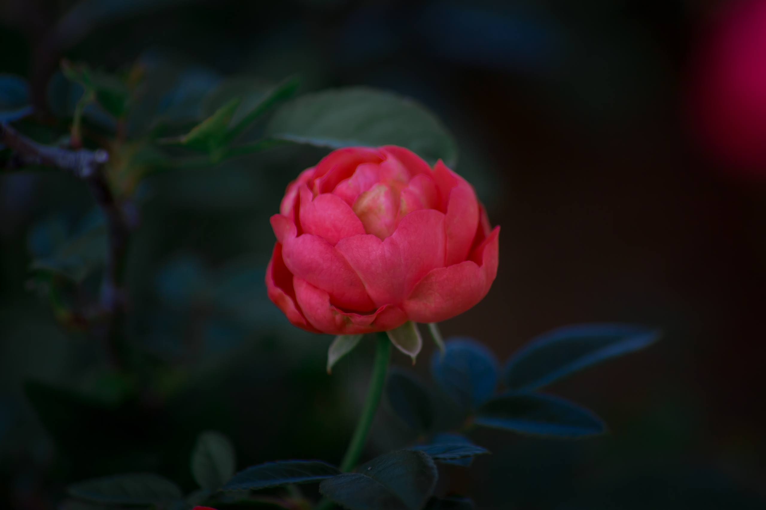 花朵云海壁纸图片壁纸预览