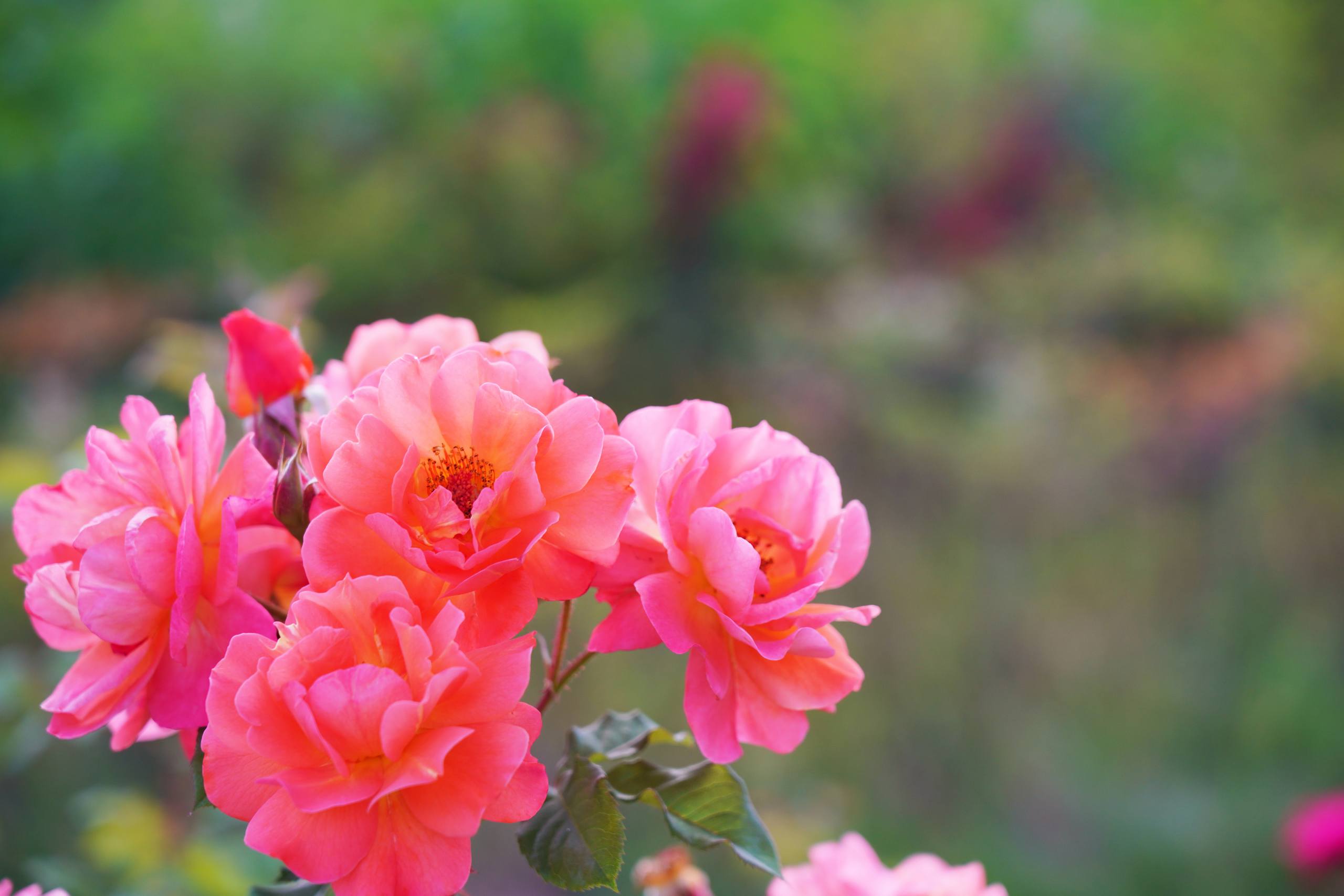 花朵侧面高清壁纸壁纸预览