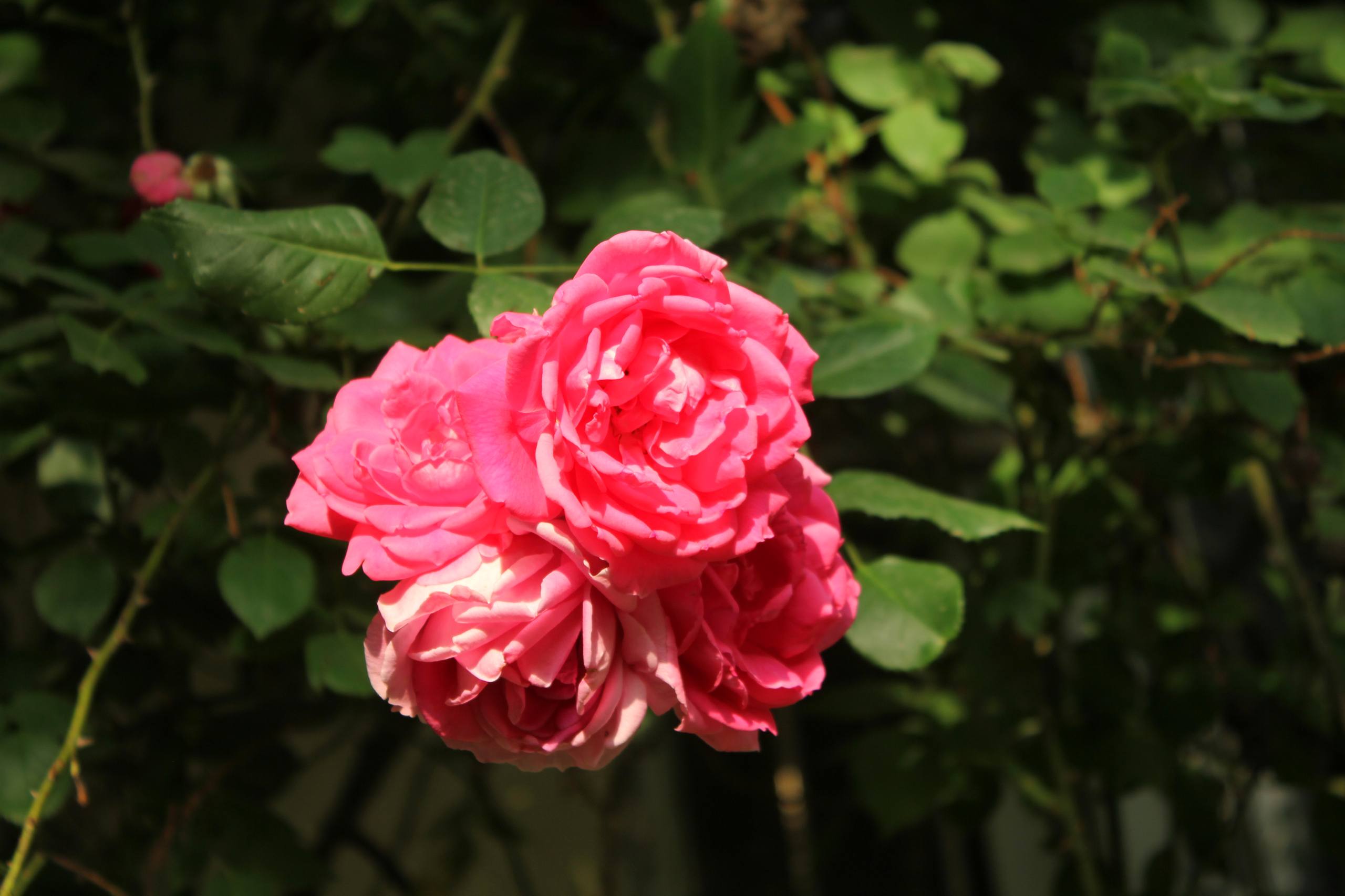 花朵光影壁纸图片高清壁纸预览