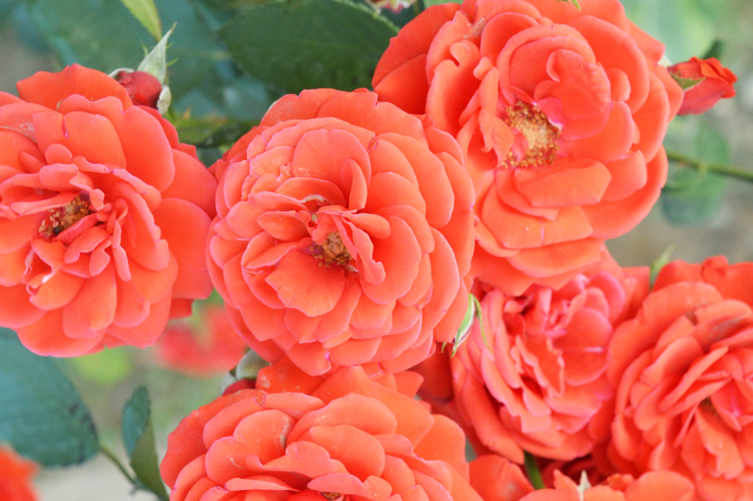 花朵兔壁纸壁纸预览