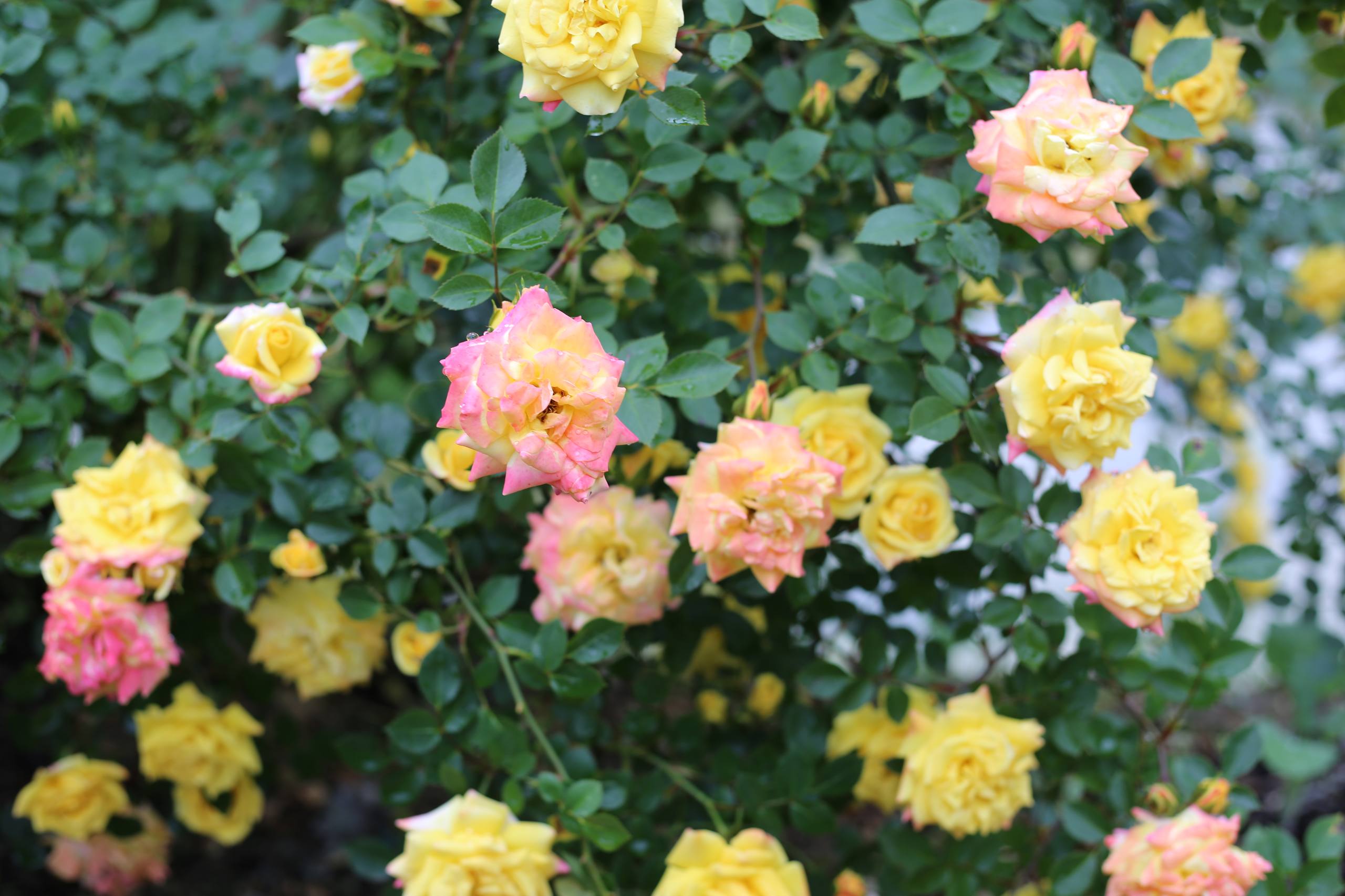 花朵兔子卡通壁纸壁纸预览