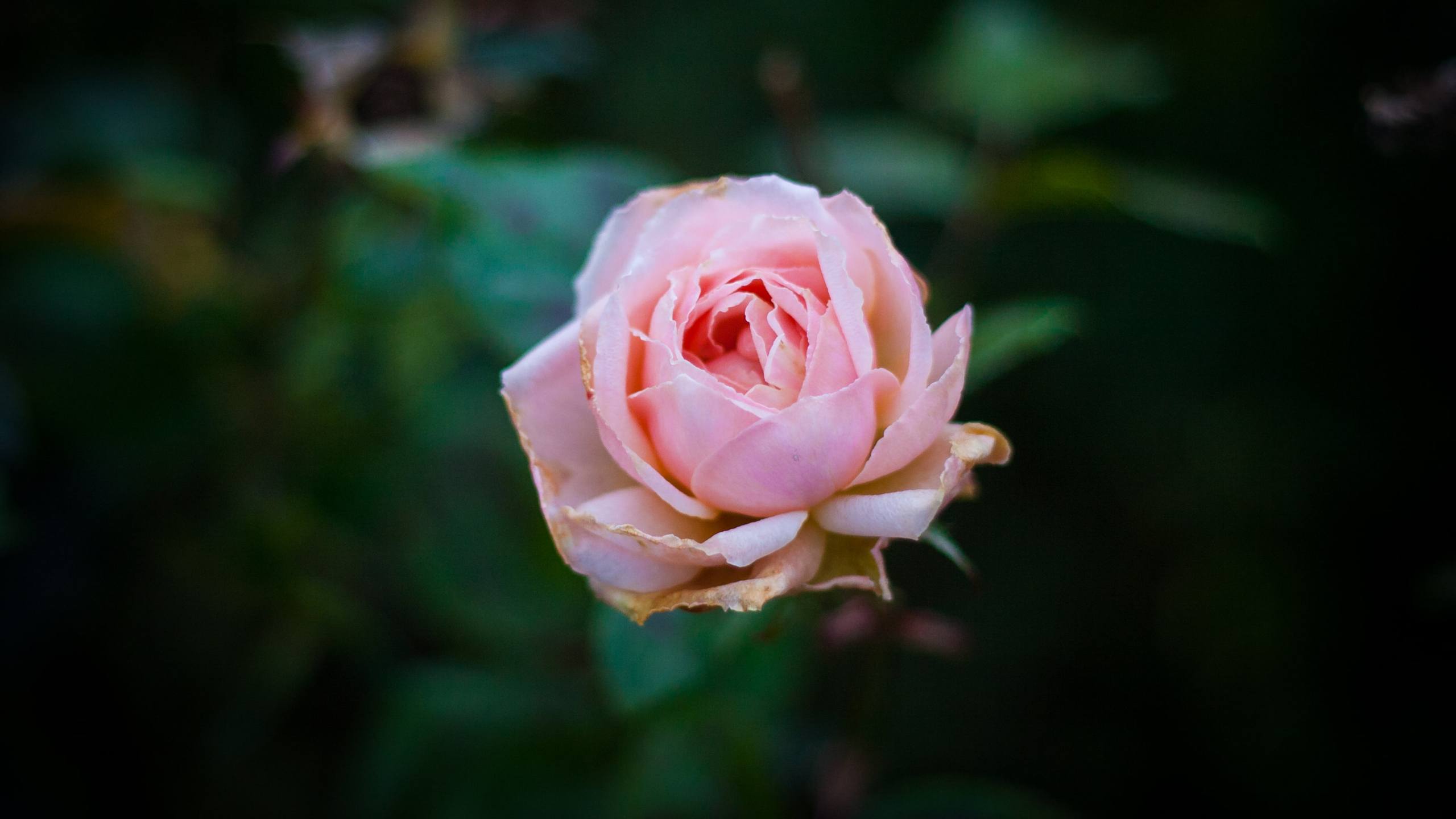 花朵兔子壁纸图文并茂图片壁纸预览