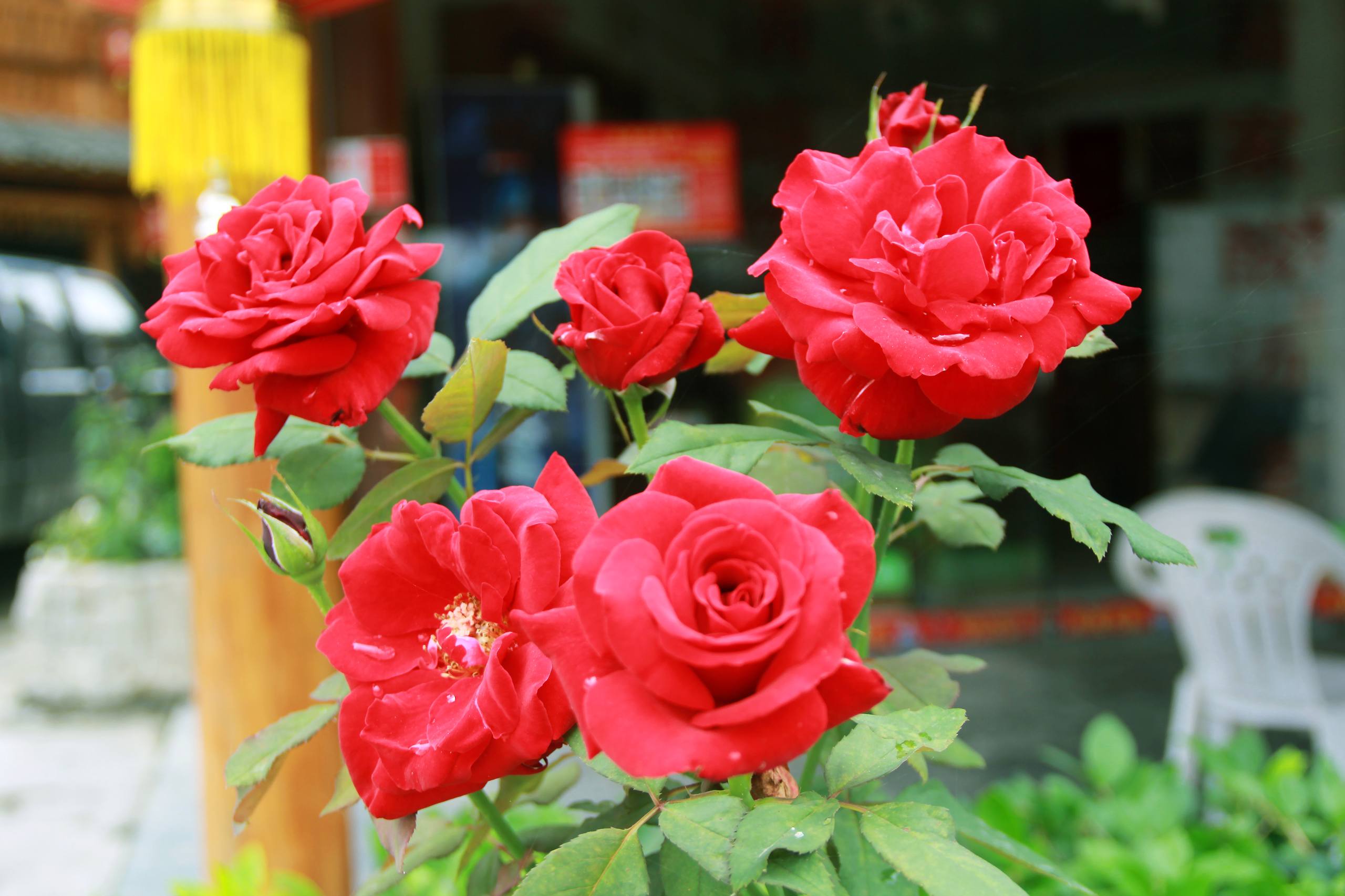 花朵兔子壁纸高清图片壁纸预览