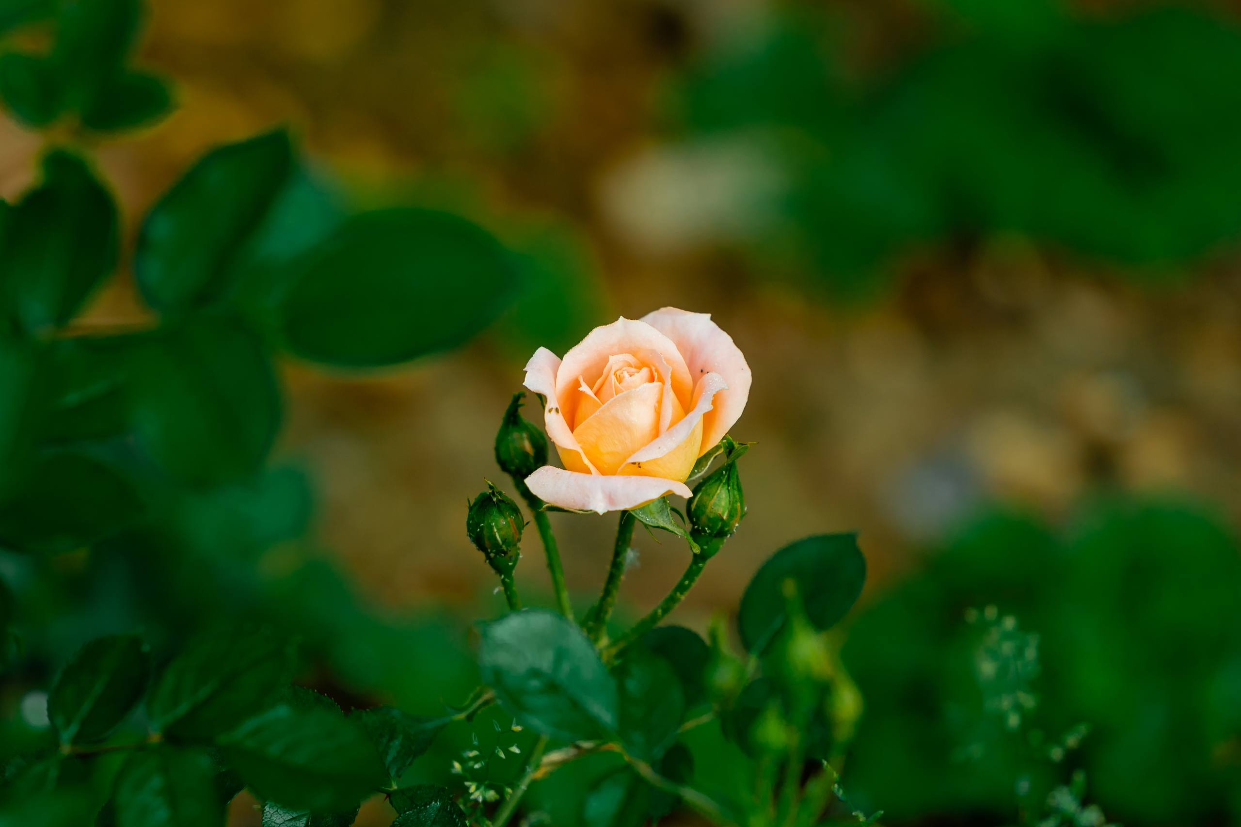 花朵全套壁纸壁纸预览