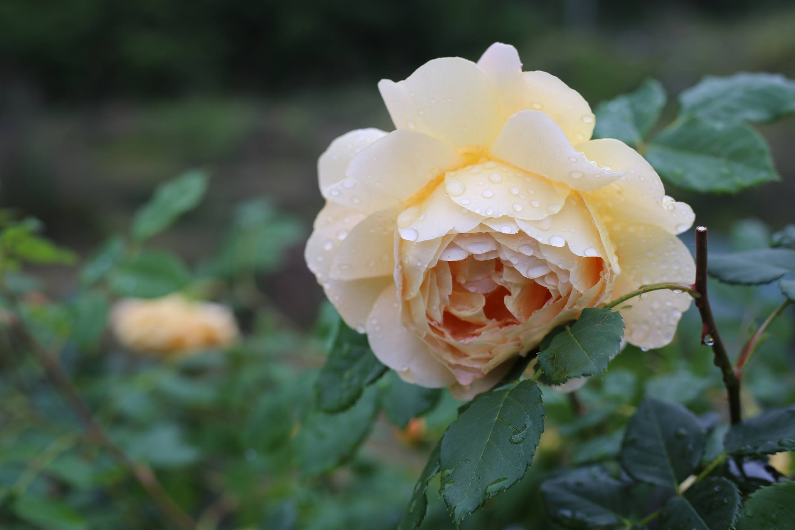 花朵全套壁纸图片大全壁纸预览