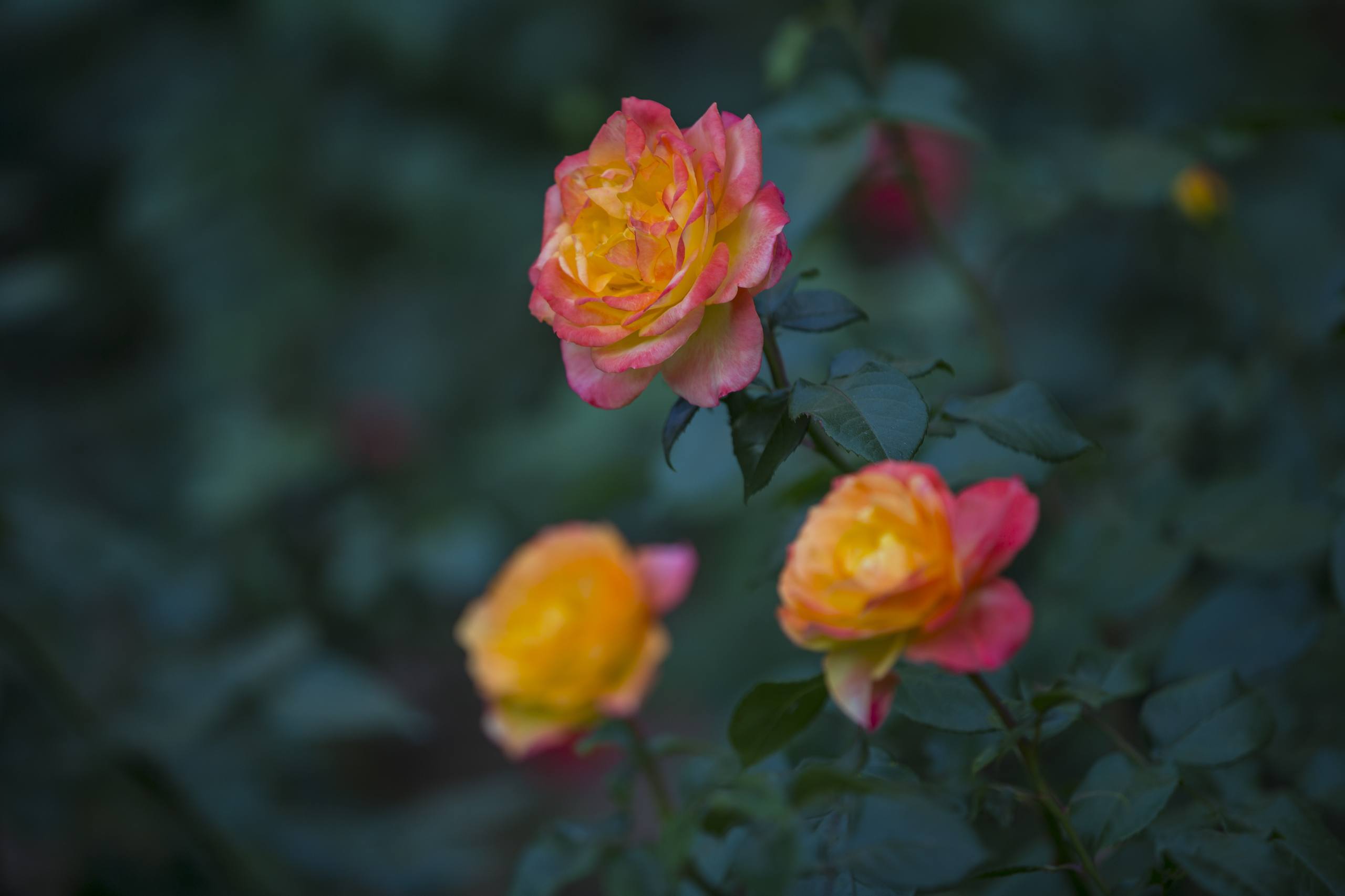 花朵全屏高清壁纸壁纸预览