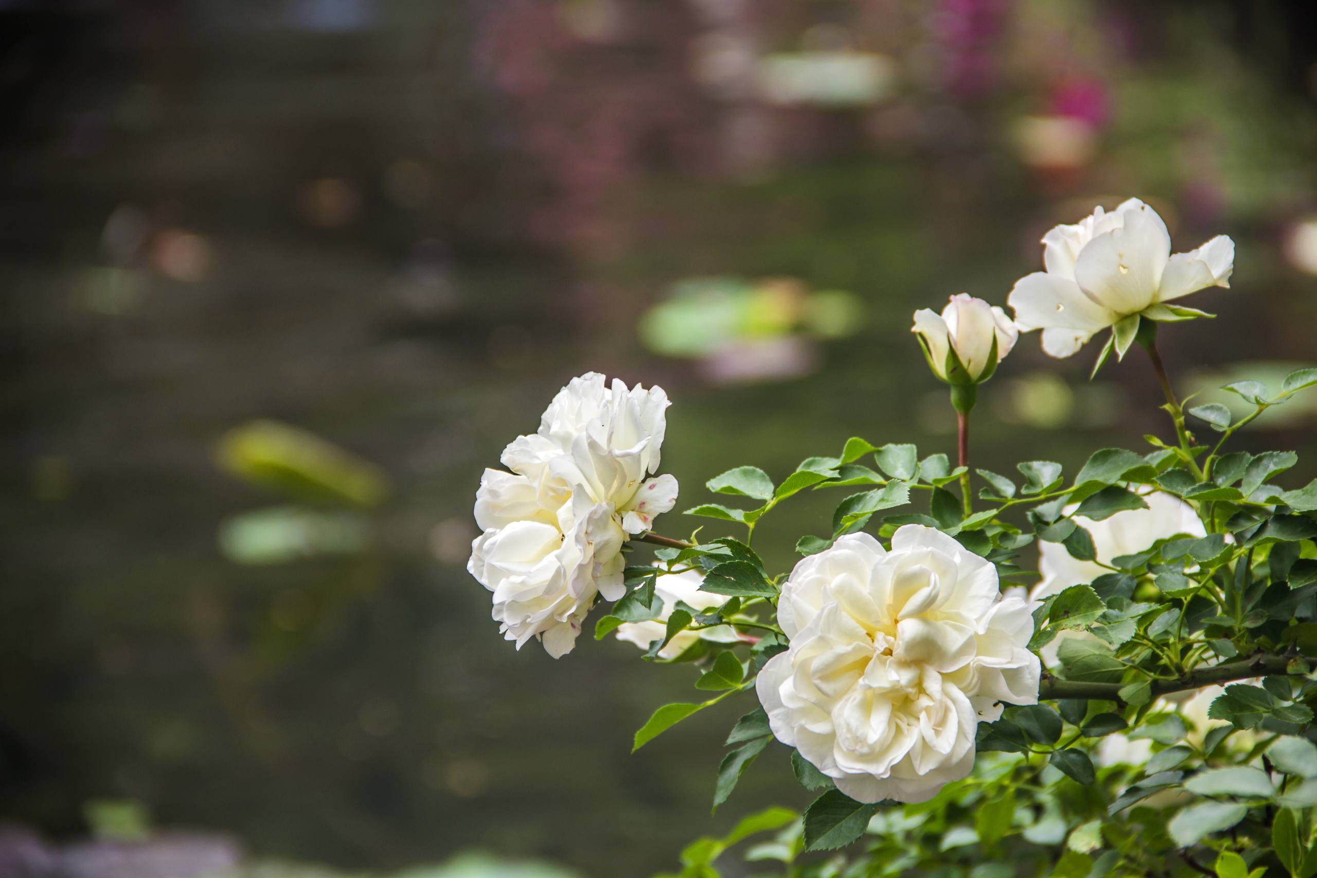 花朵制作壁纸全屏图片壁纸预览