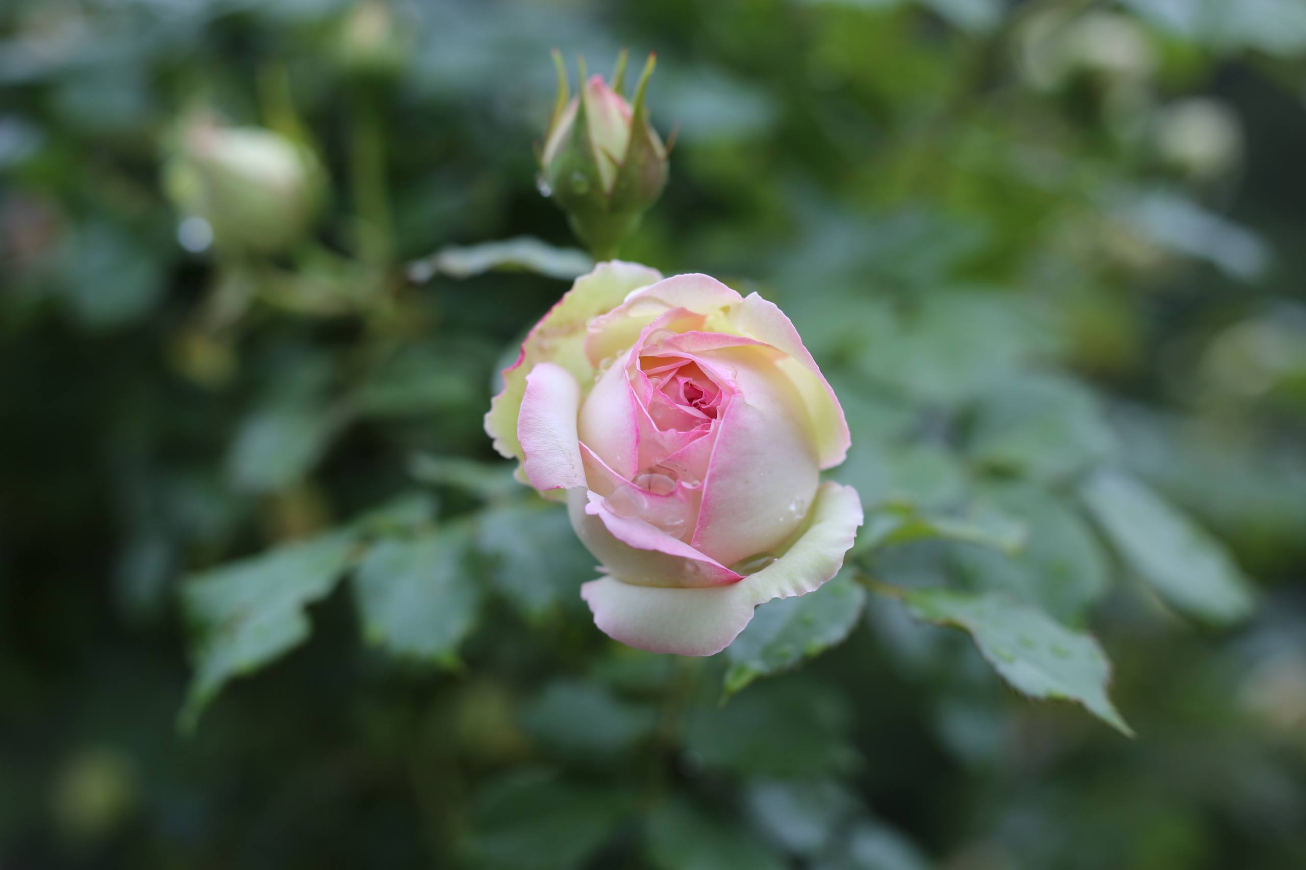 花朵动态壁纸壁纸预览