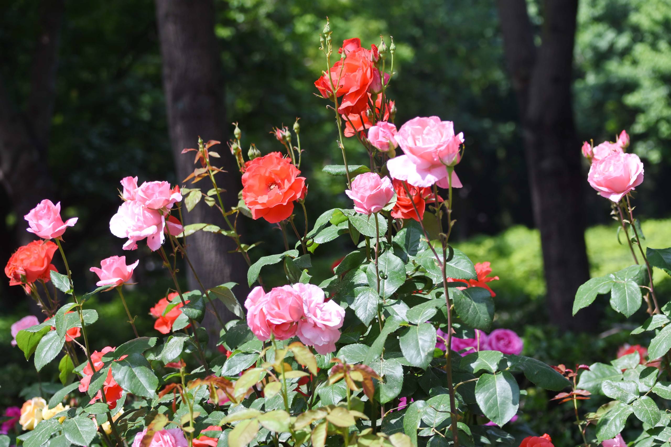 花朵动态壁纸下载壁纸预览