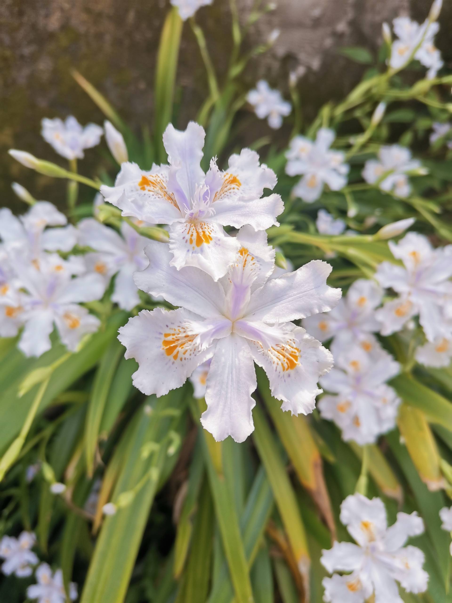 花朵动态壁纸可下载壁纸预览