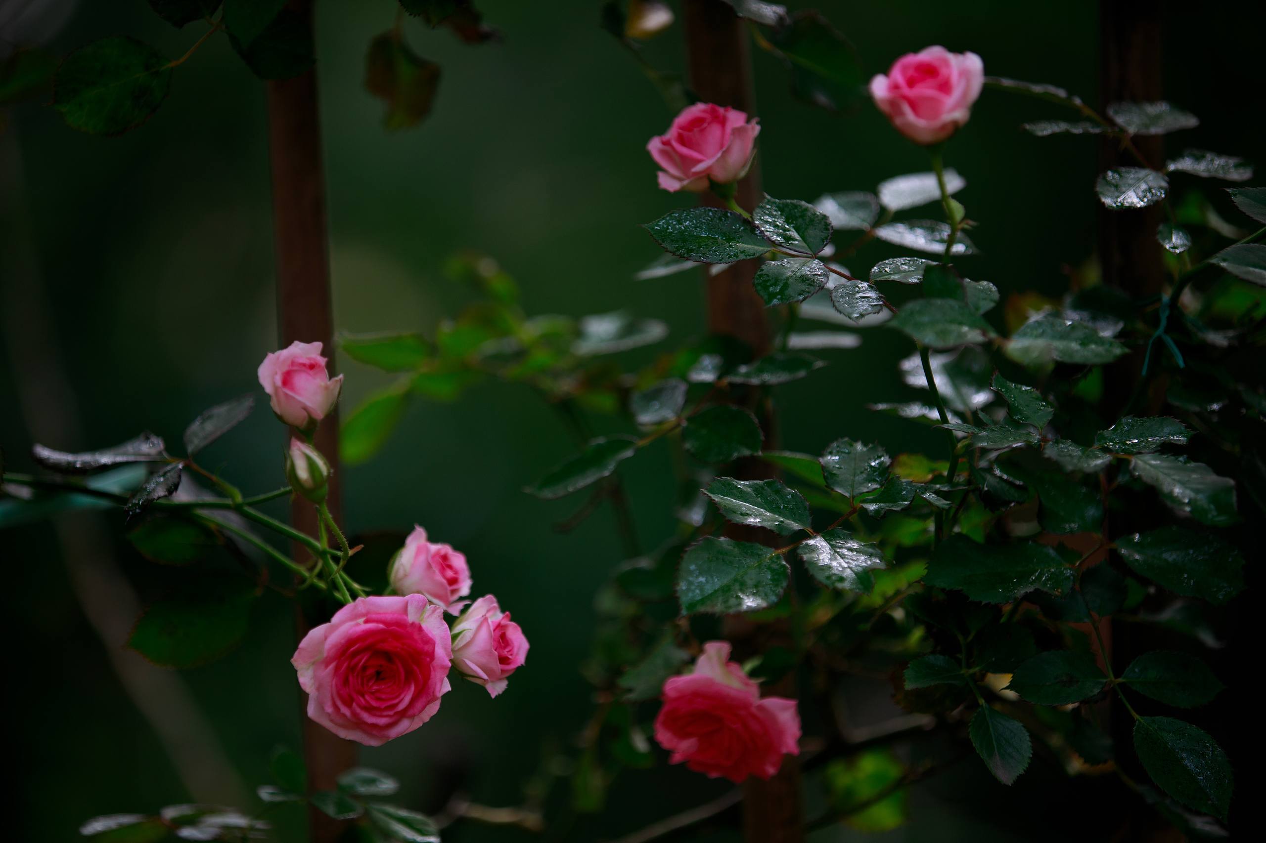 花朵动态壁纸黑白壁纸预览