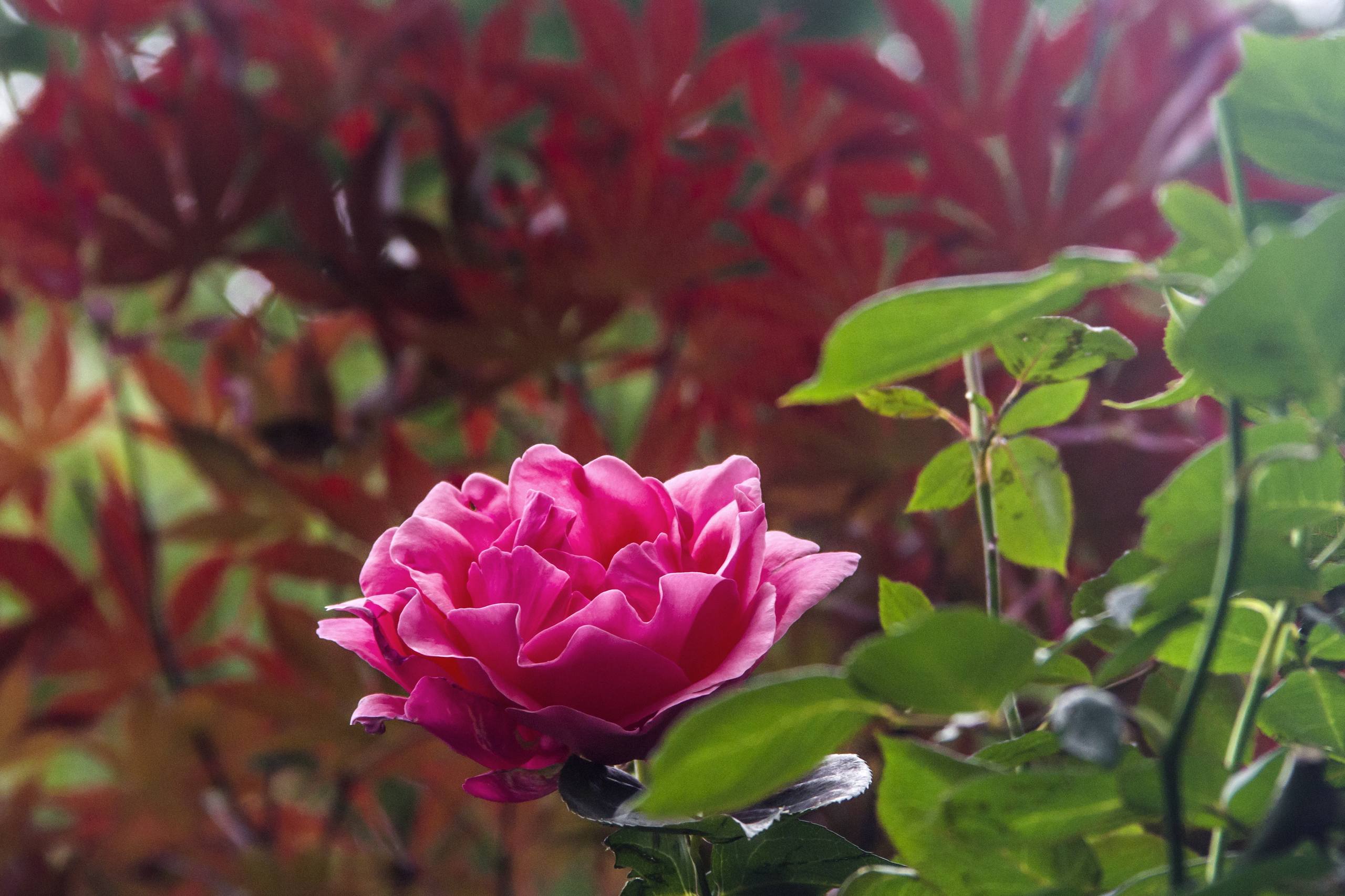 花朵动态电脑壁纸下载壁纸预览