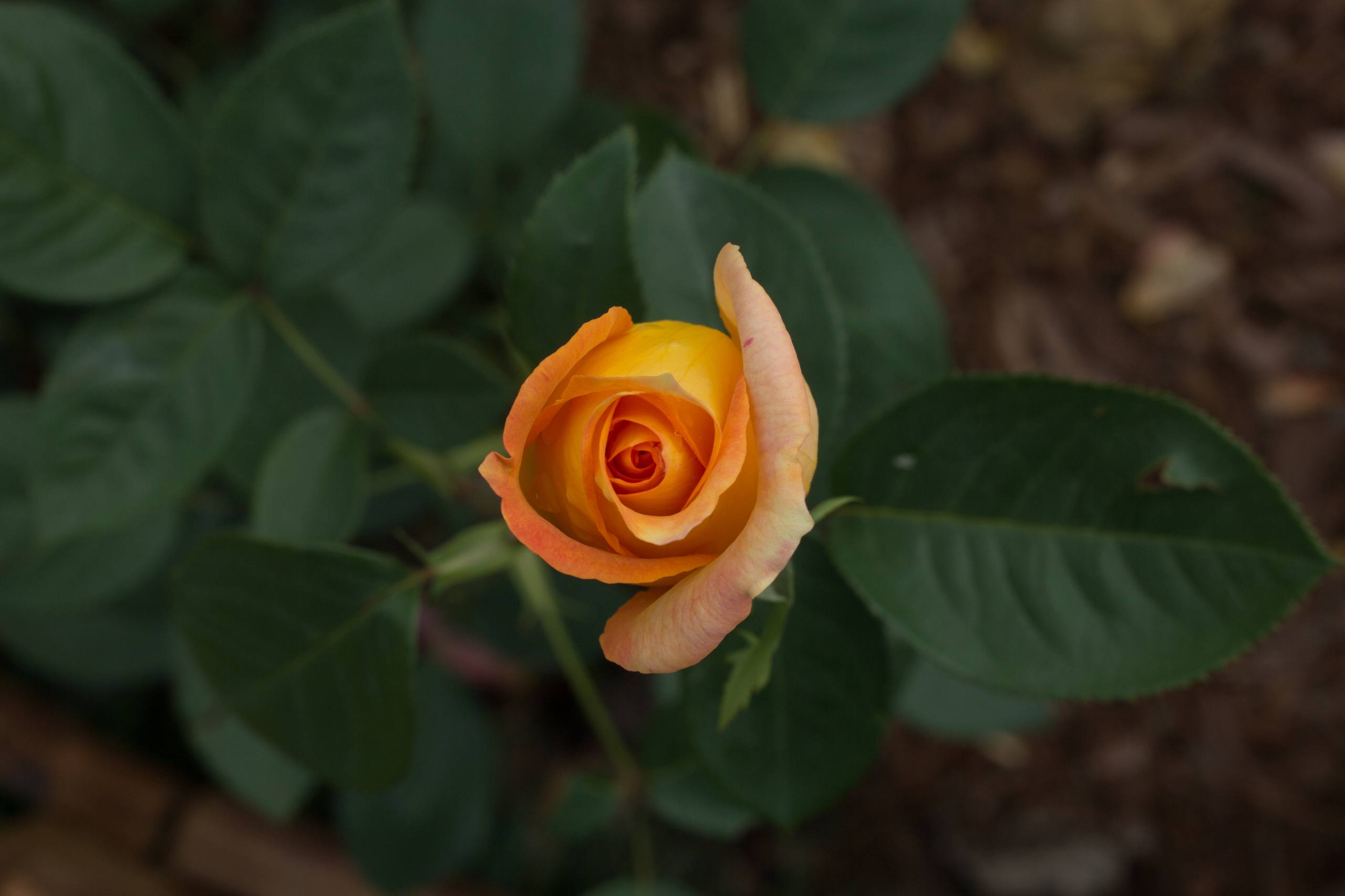 花朵动漫壁纸女身材比例壁纸预览