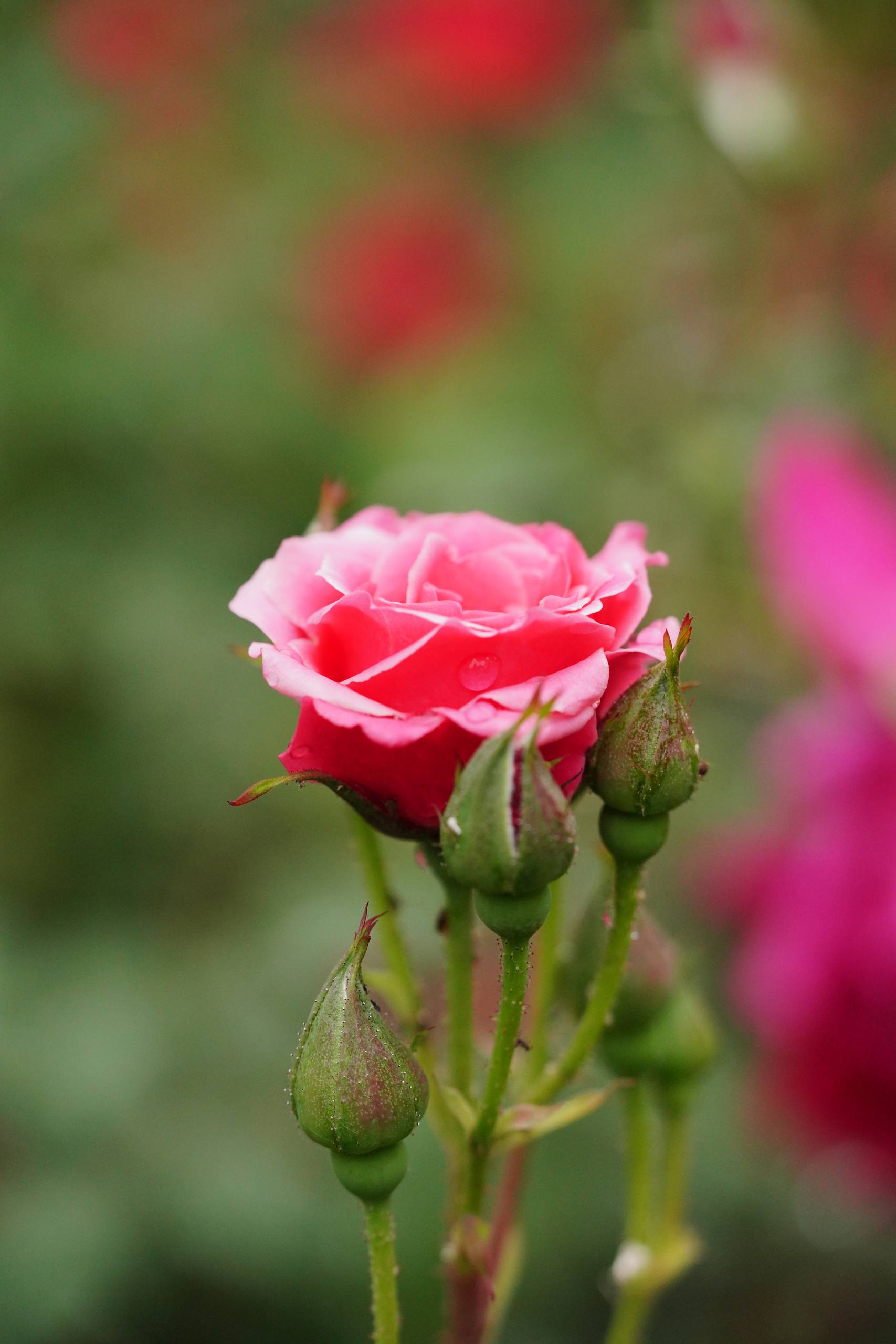 花朵和动漫人物壁纸高清壁纸预览