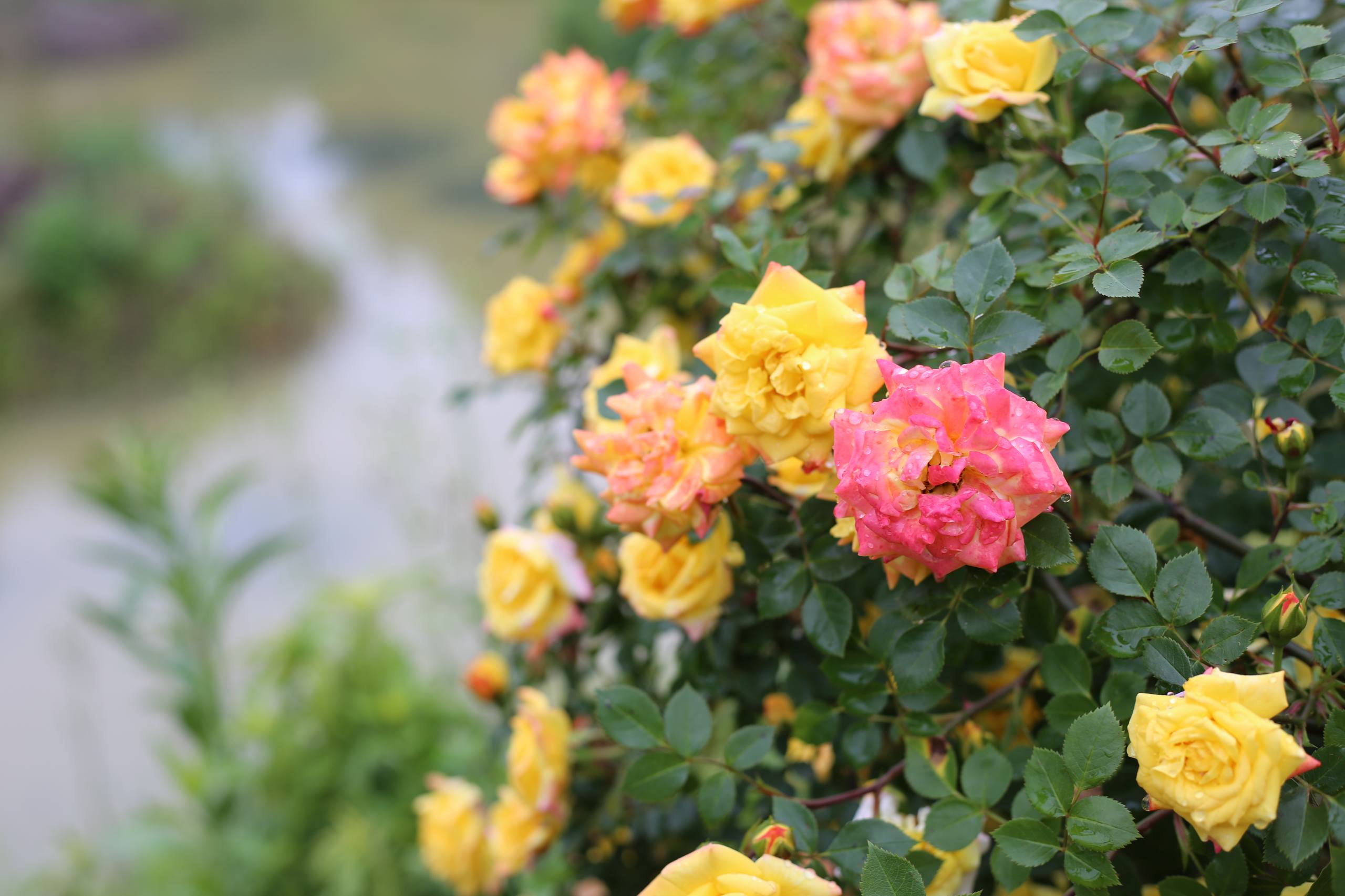 花朵和大巴壁纸高清壁纸预览