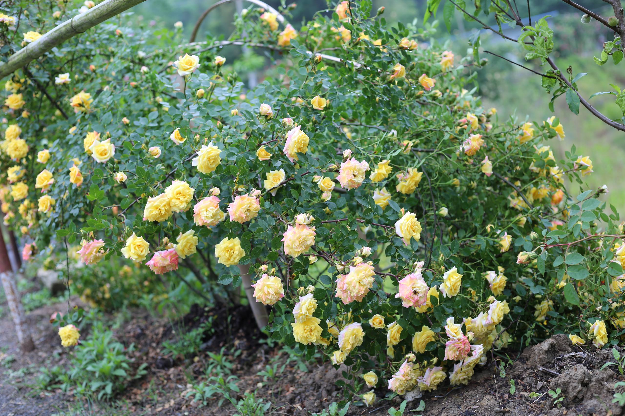 花朵和宝石壁纸高清壁纸预览