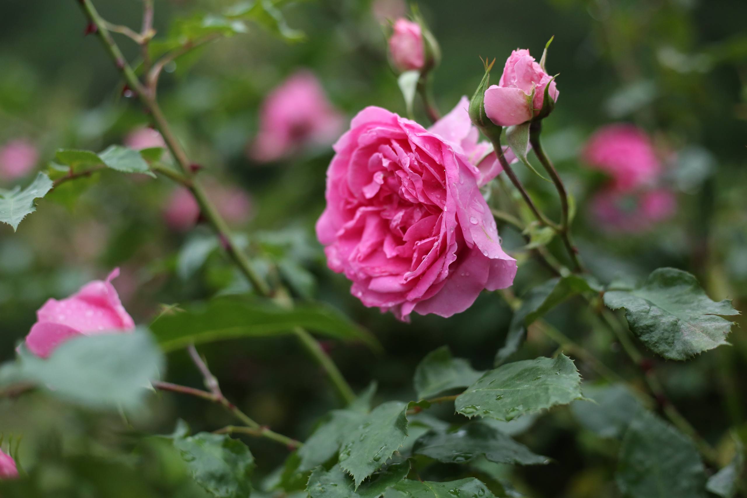 花朵和雨的高清壁纸动漫壁纸预览