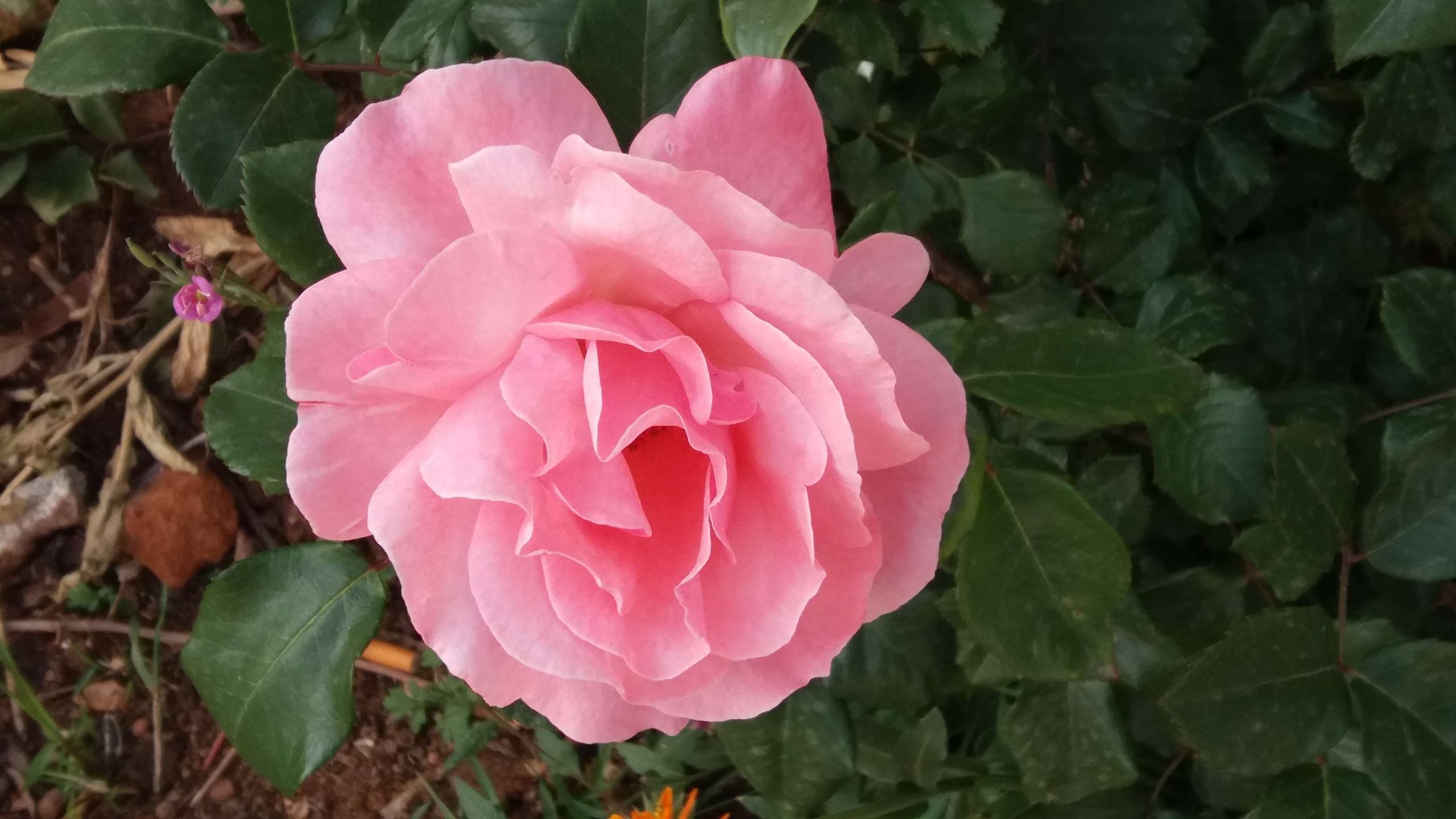 花朵图案图片壁纸高清壁纸预览