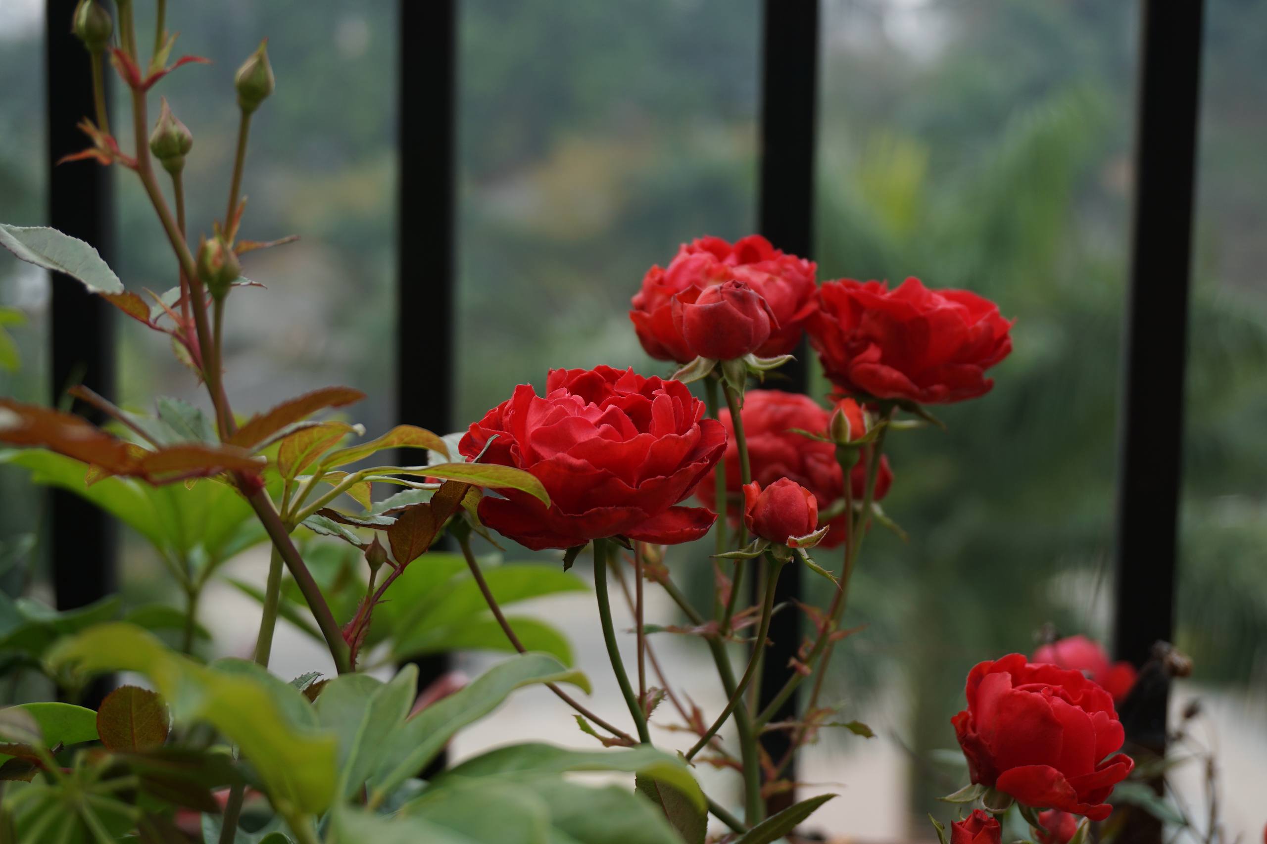 花朵图片壁纸横板高清壁纸预览