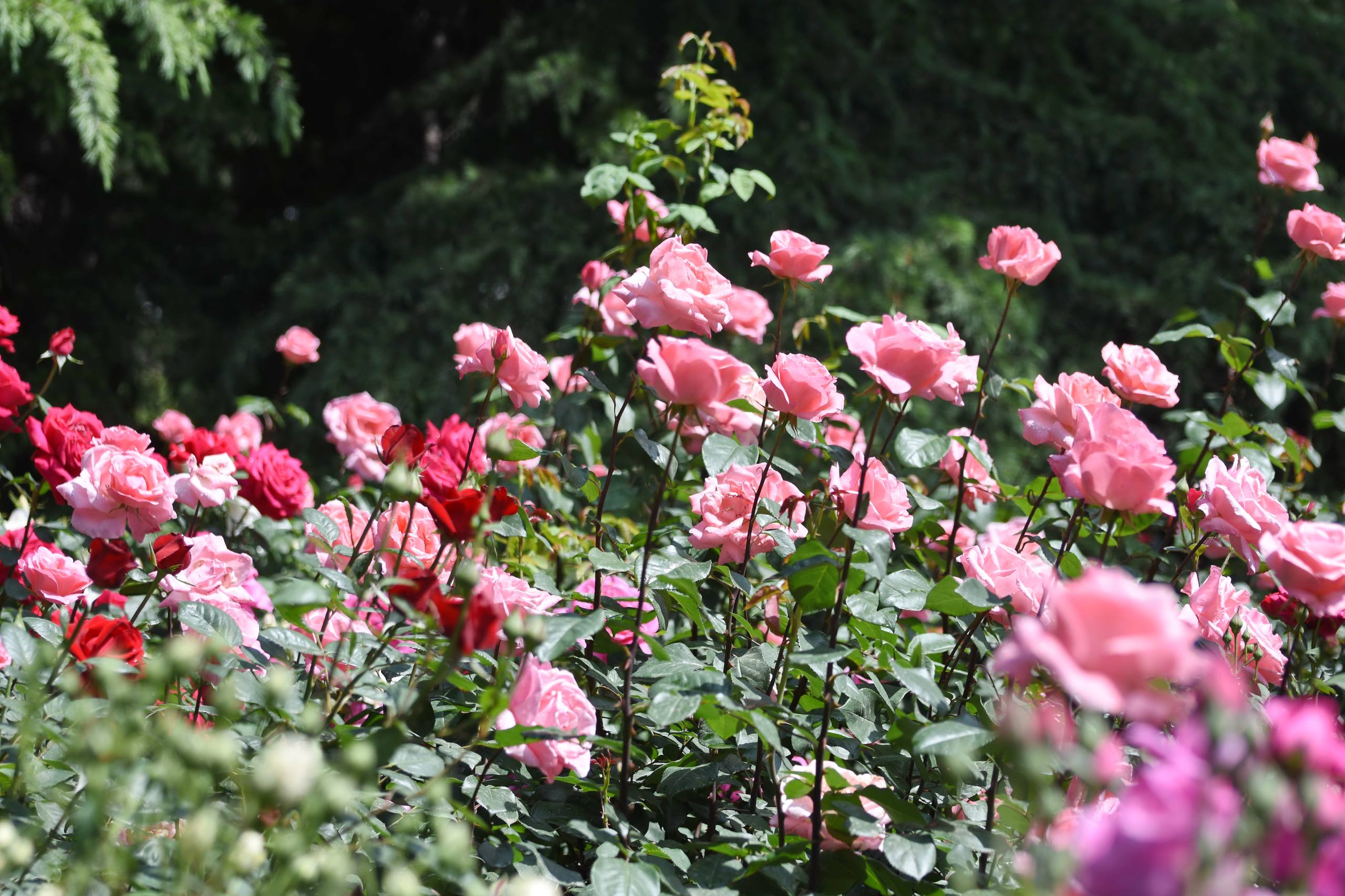 花朵图片壁纸欧美高级男壁纸预览