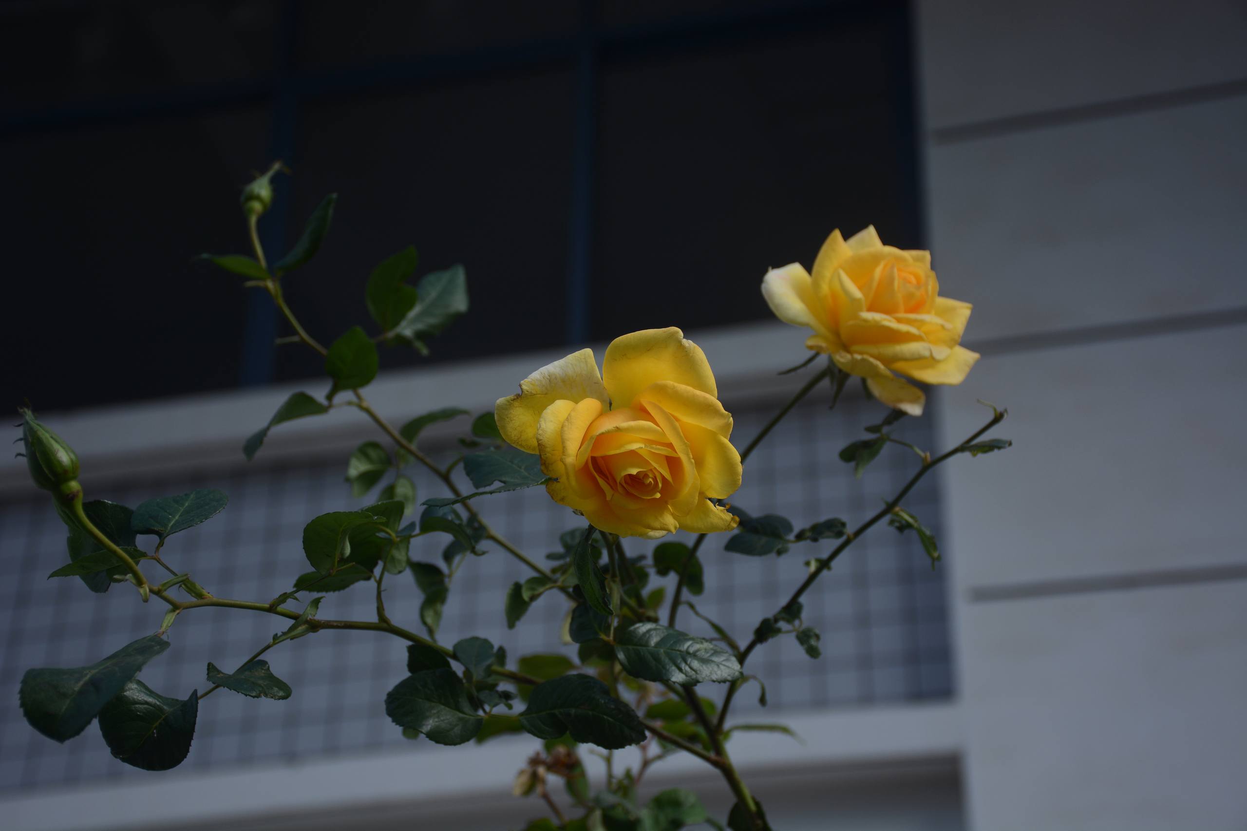 花朵图片壁纸满屏画的壁纸预览