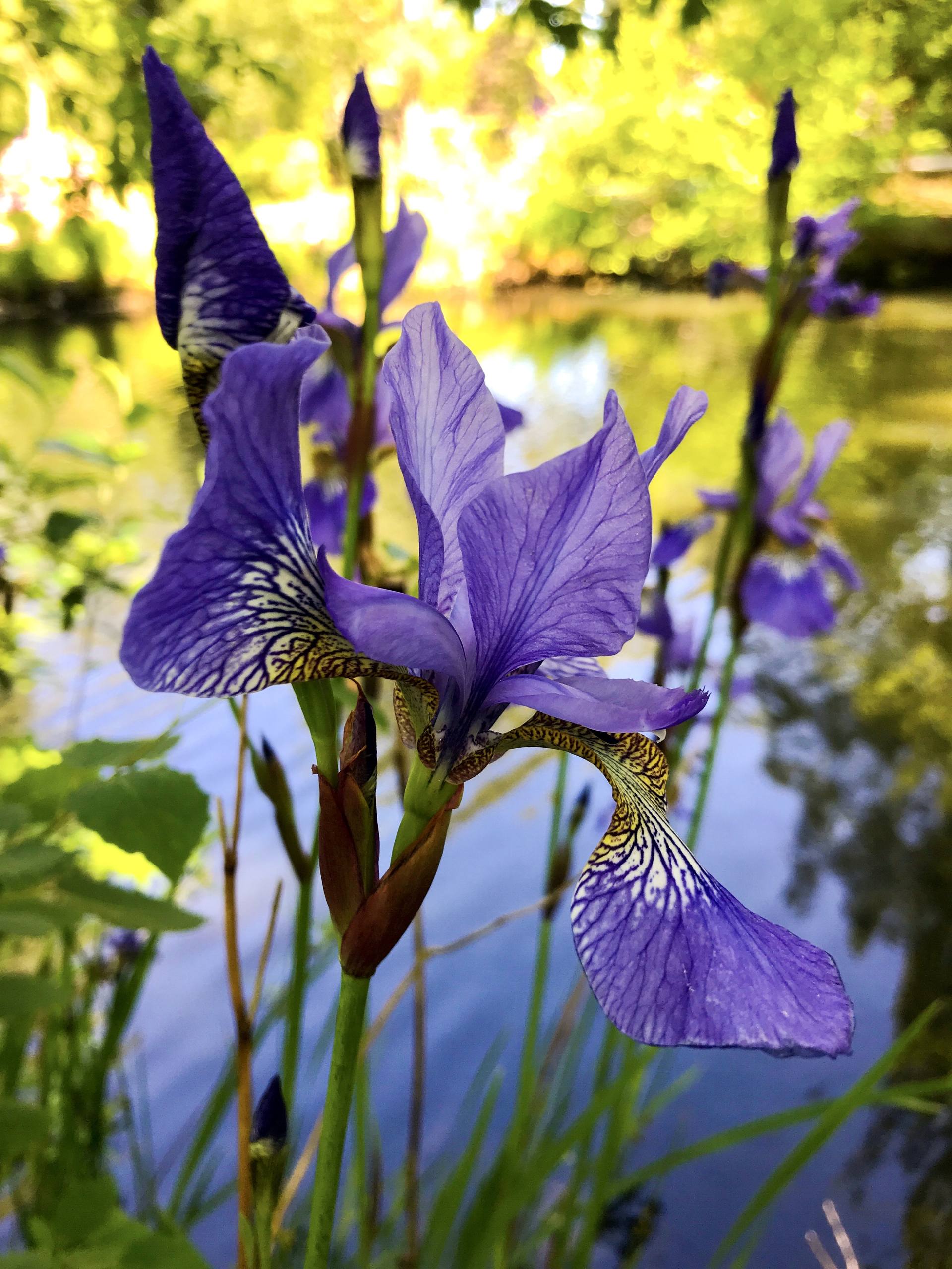 花朵图片高清壁纸一朵花壁纸预览