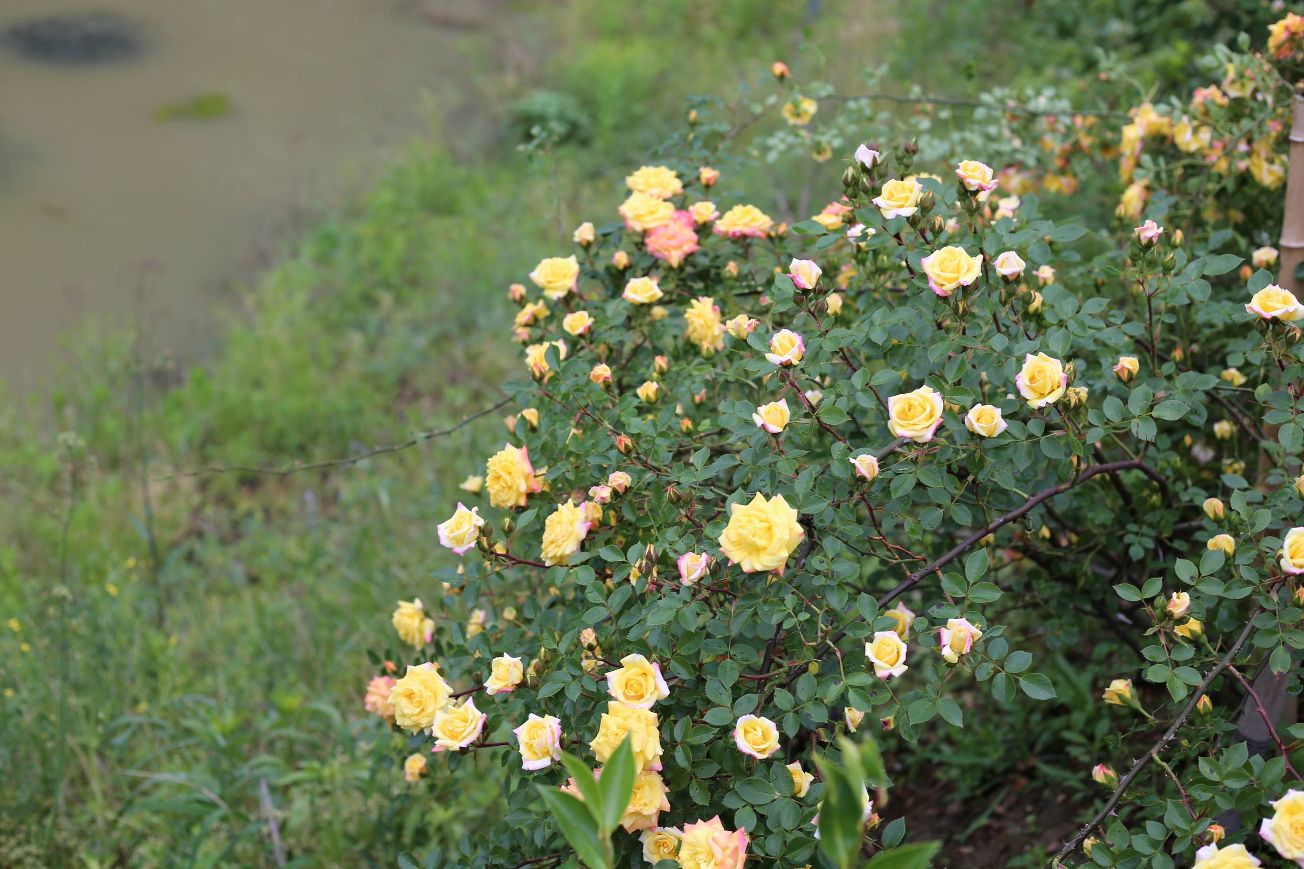 花朵在水里壁纸壁纸预览