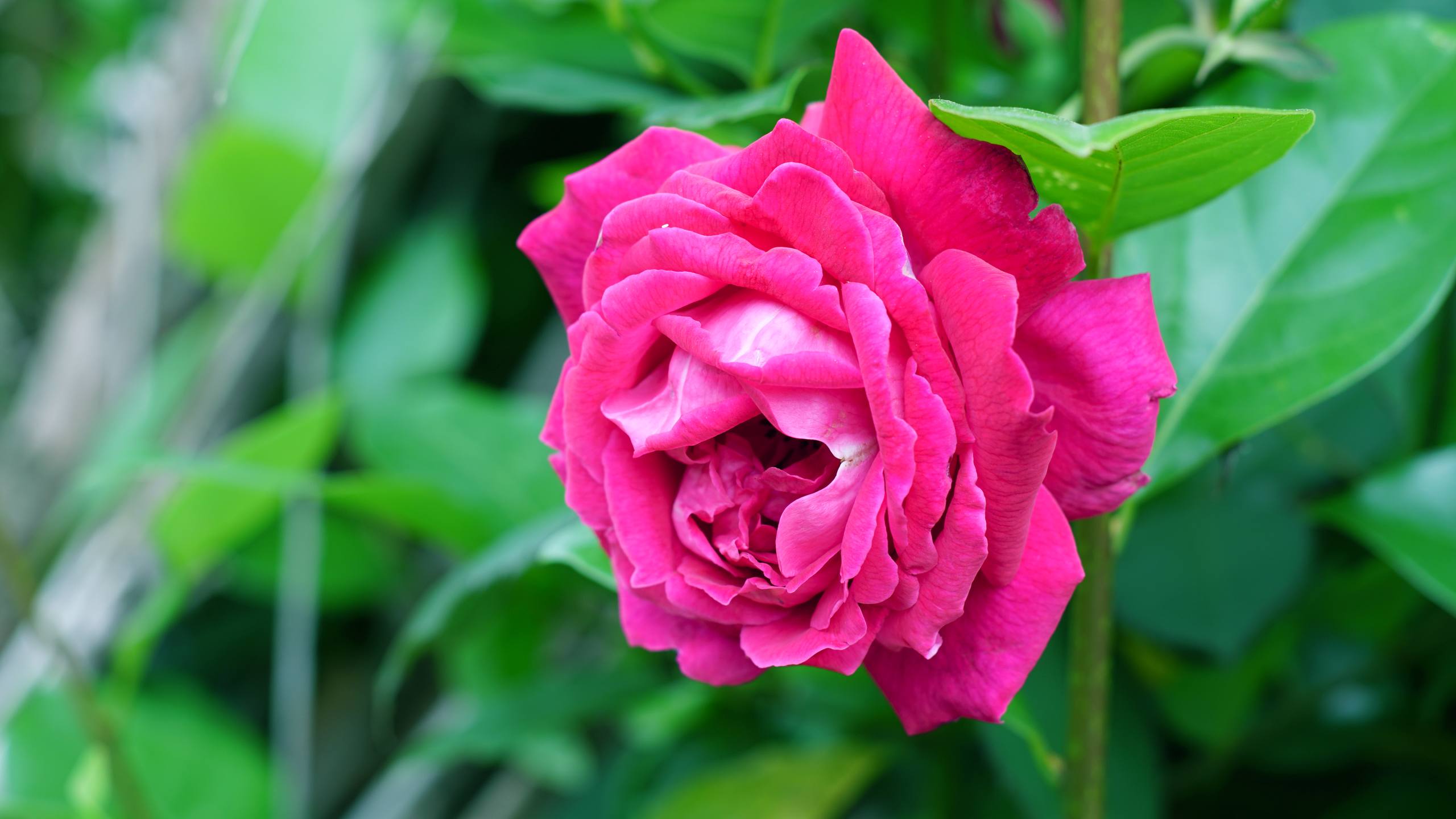 花朵壁纸 素材壁纸预览