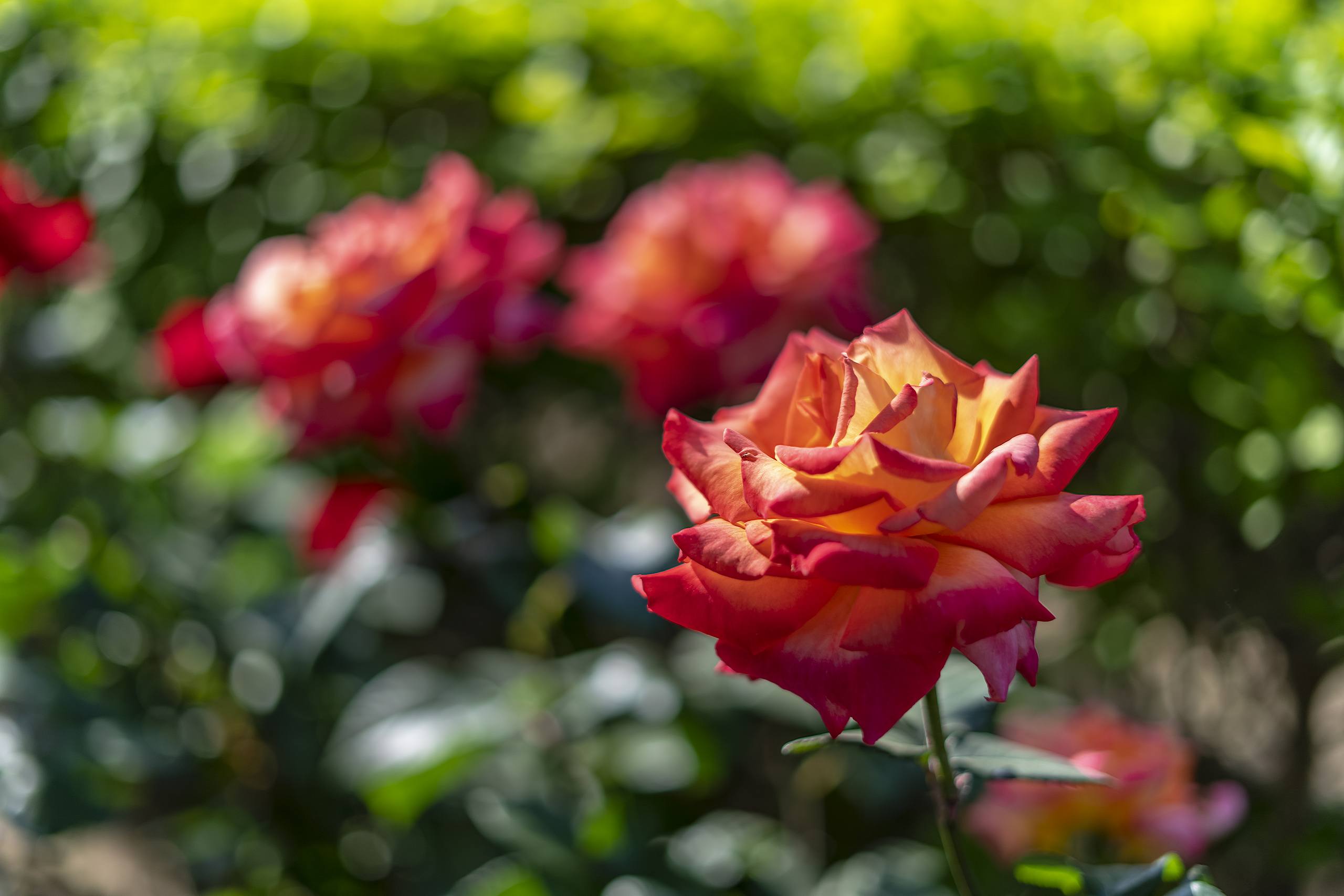 花朵壁纸ins风油画壁纸预览