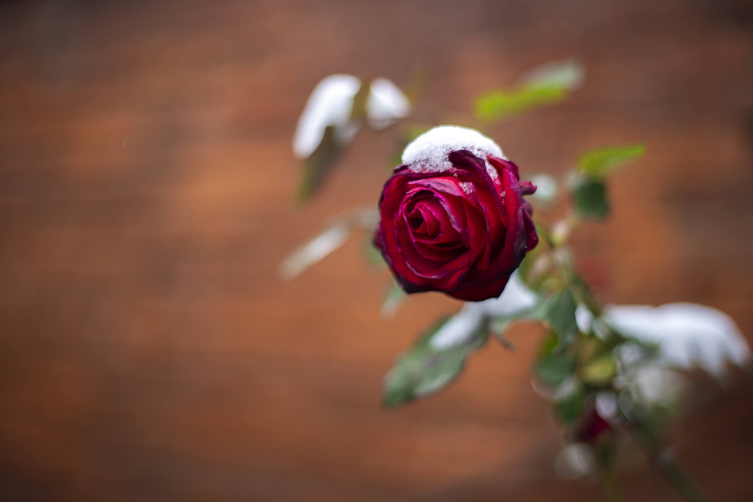 花朵壁纸人物高清图片壁纸预览