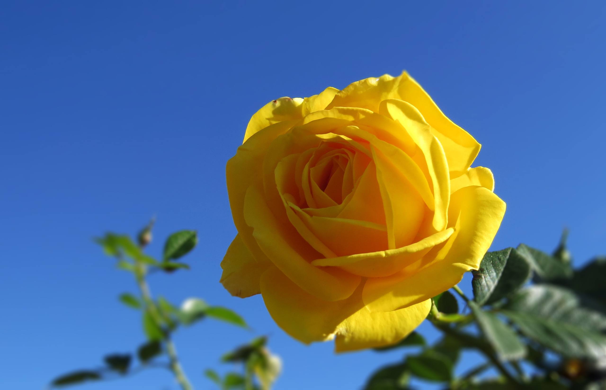 花朵壁纸入口图片大全集壁纸预览