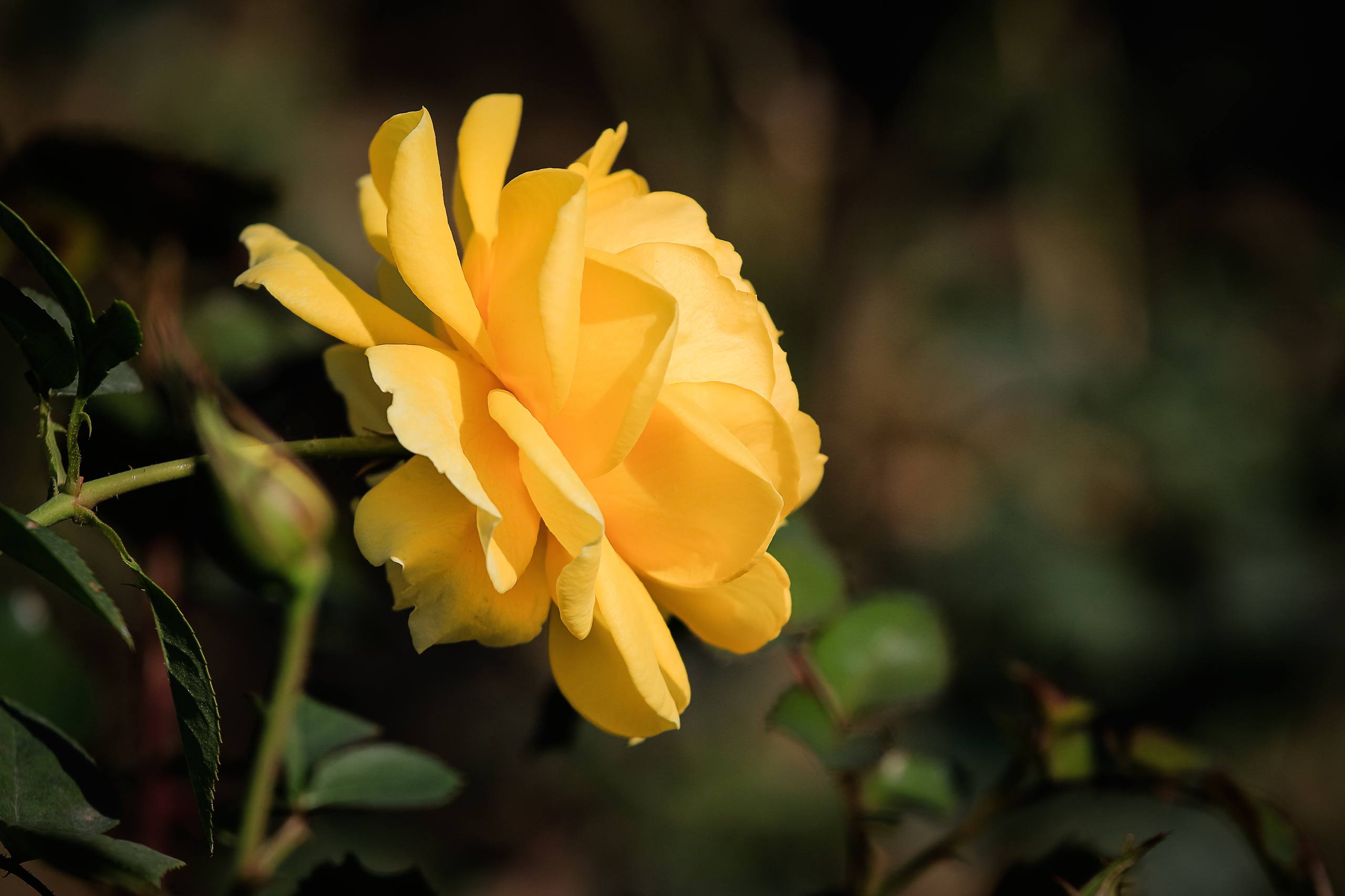 花朵壁纸全屏帅哥壁纸预览