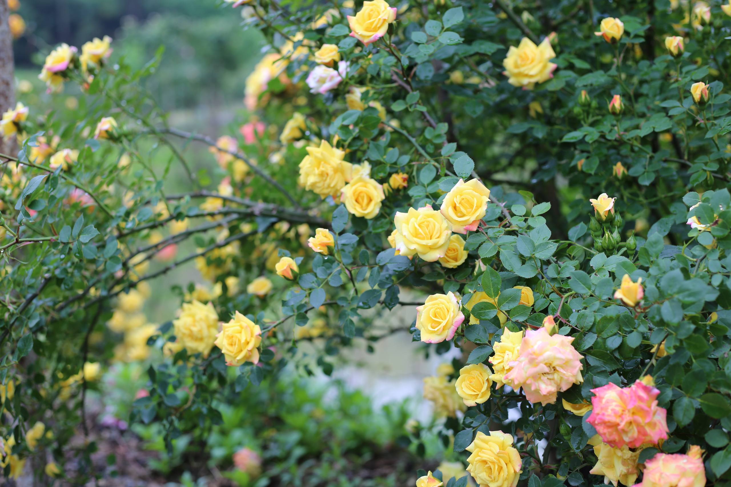 花朵壁纸全屏无水印壁纸预览