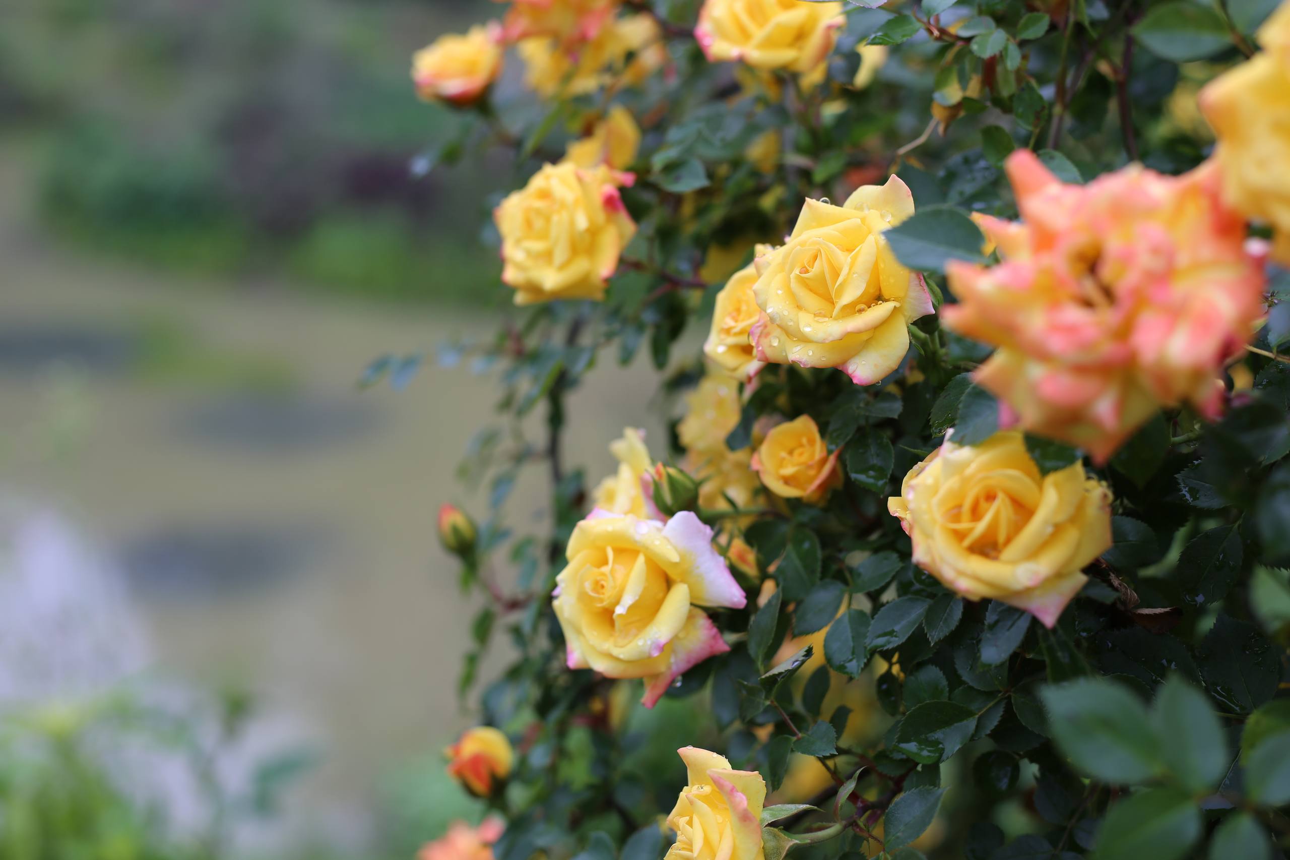 花朵壁纸写实图片壁纸预览