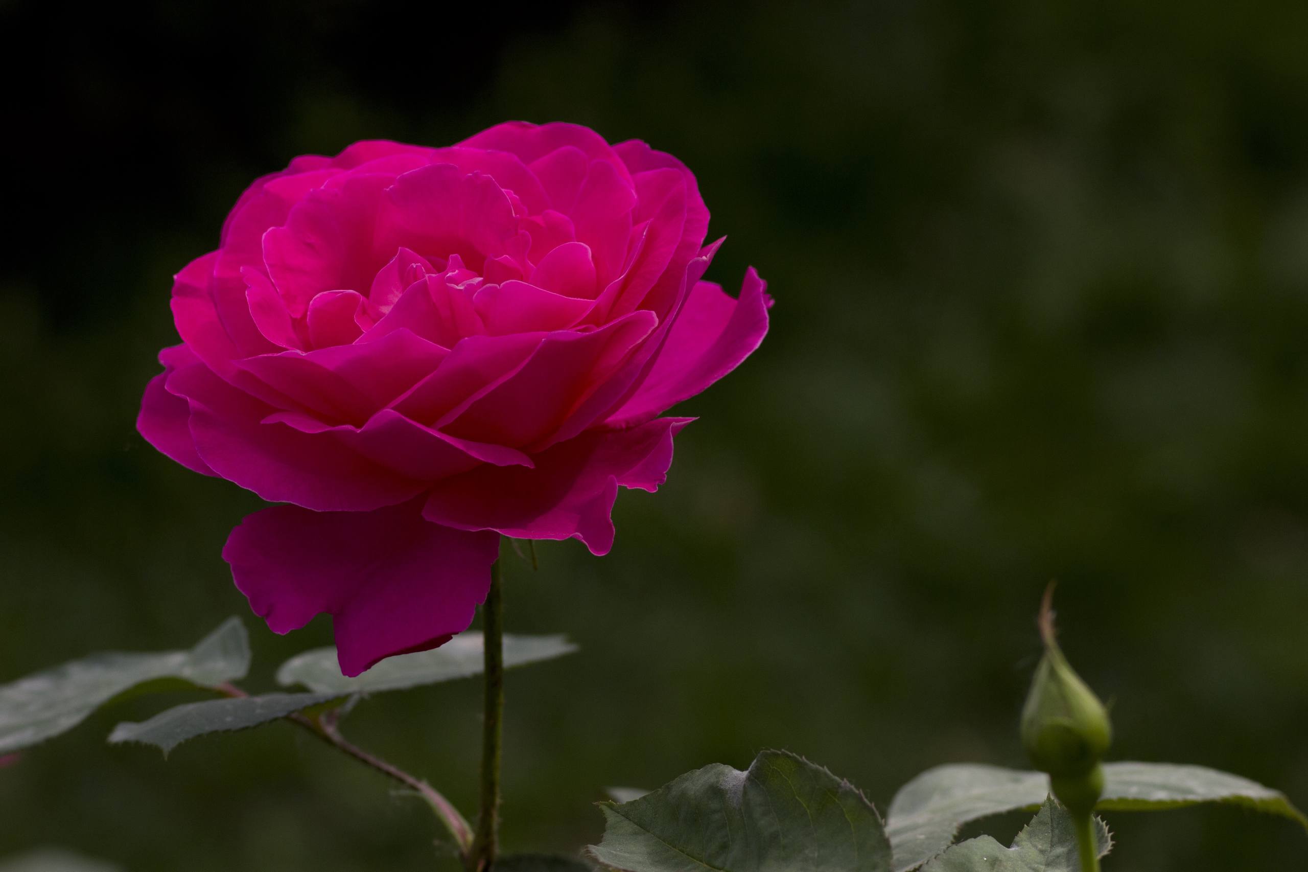 花朵壁纸动漫高清头像壁纸预览