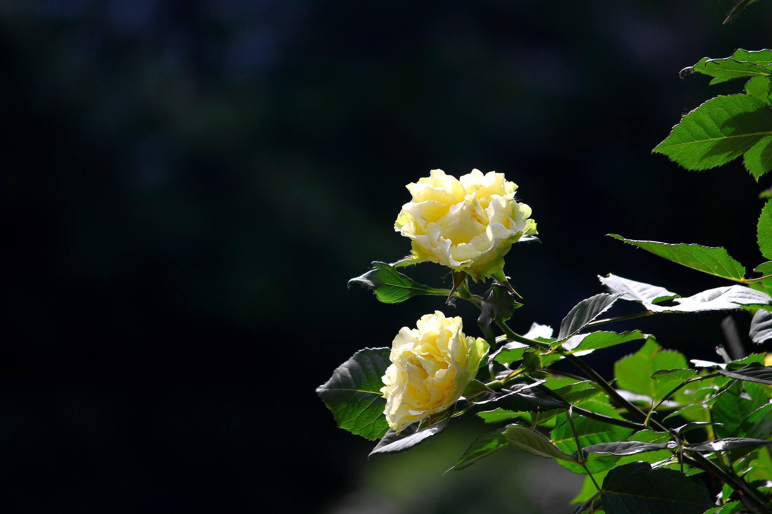 花朵壁纸壁纸桌面壁纸预览