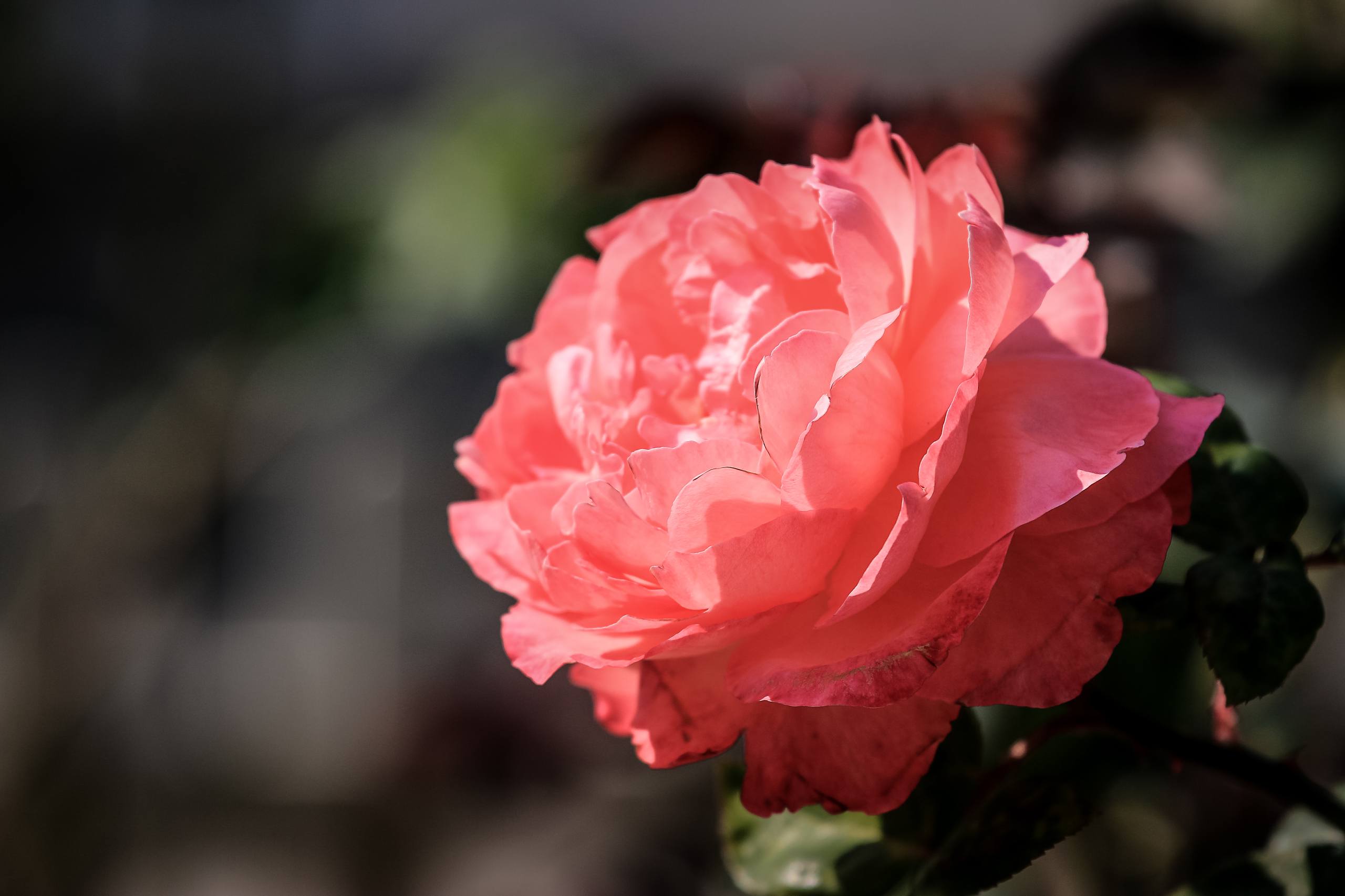 花朵壁纸小清新喇叭花壁纸预览