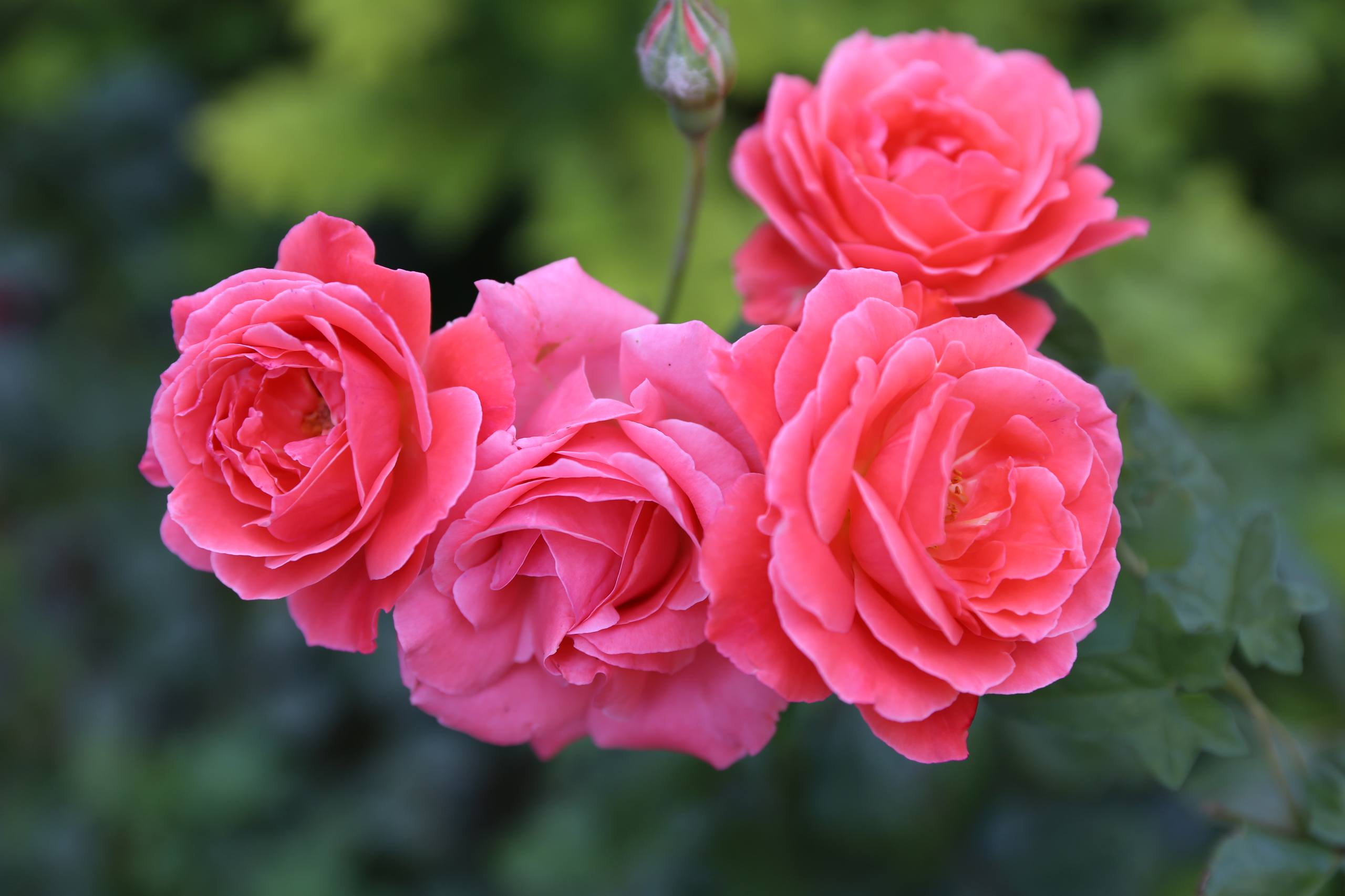 花朵壁纸小清新铃兰花壁纸预览