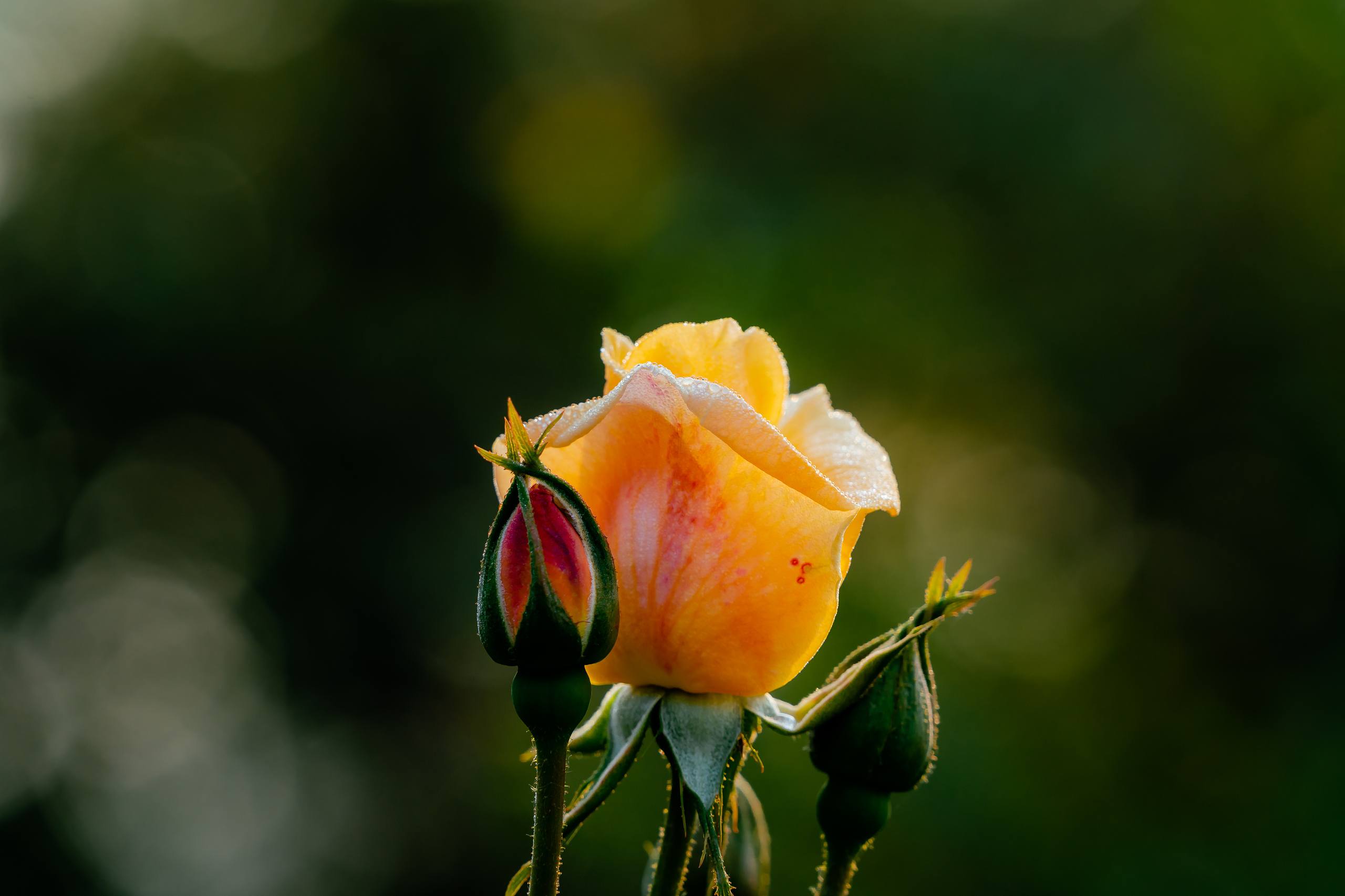 花朵壁纸平板高清壁纸预览