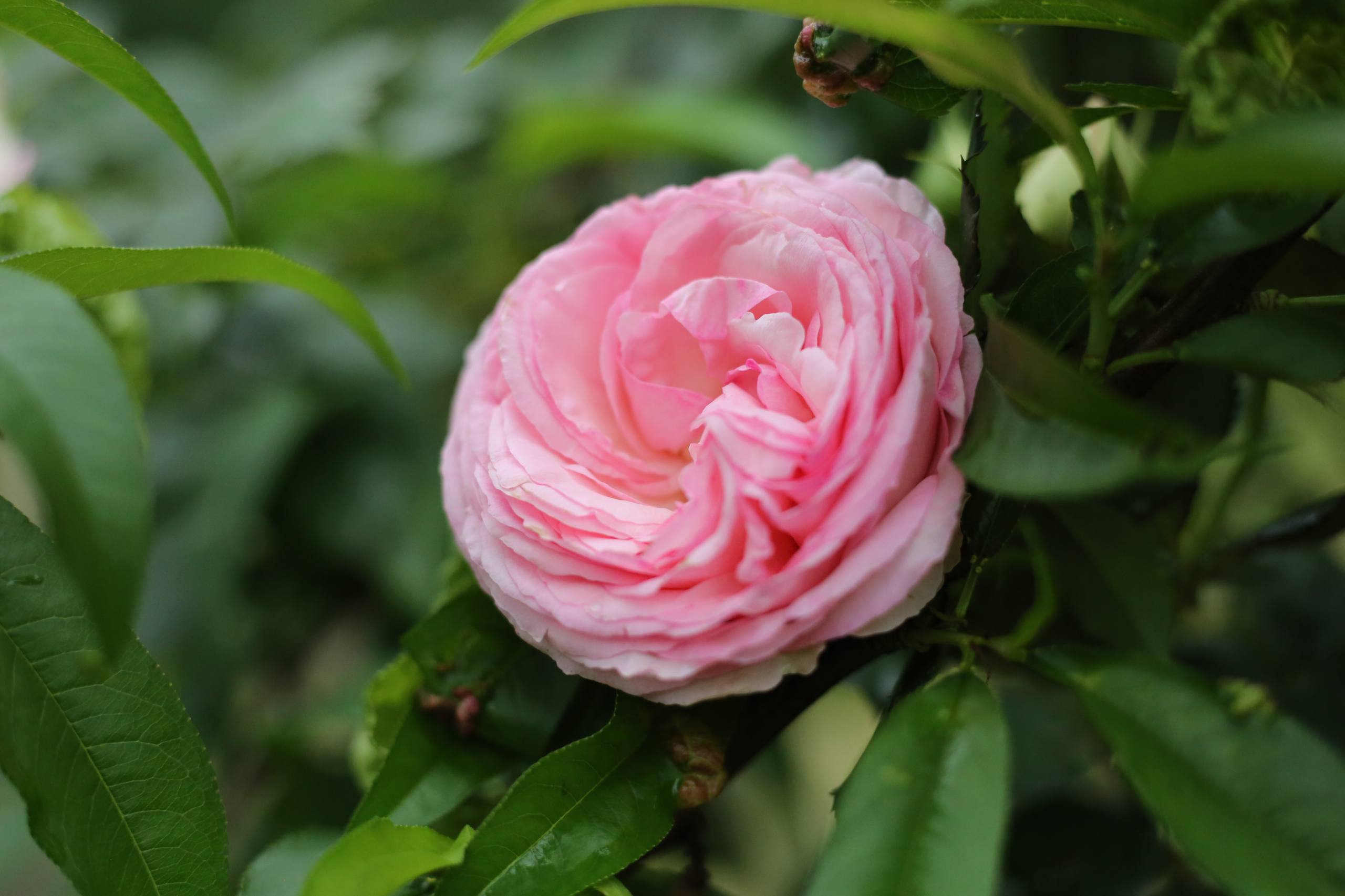 花朵壁纸彩色版图片大全壁纸预览